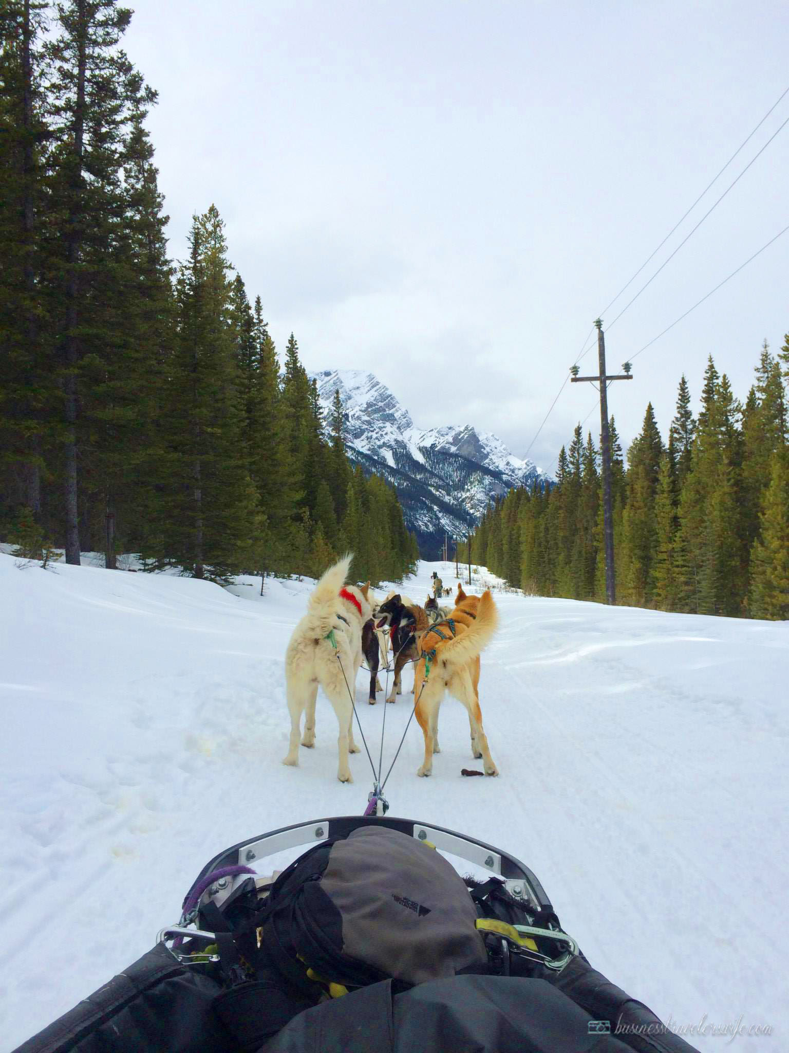 Dogsledding in Canmore, Alberta