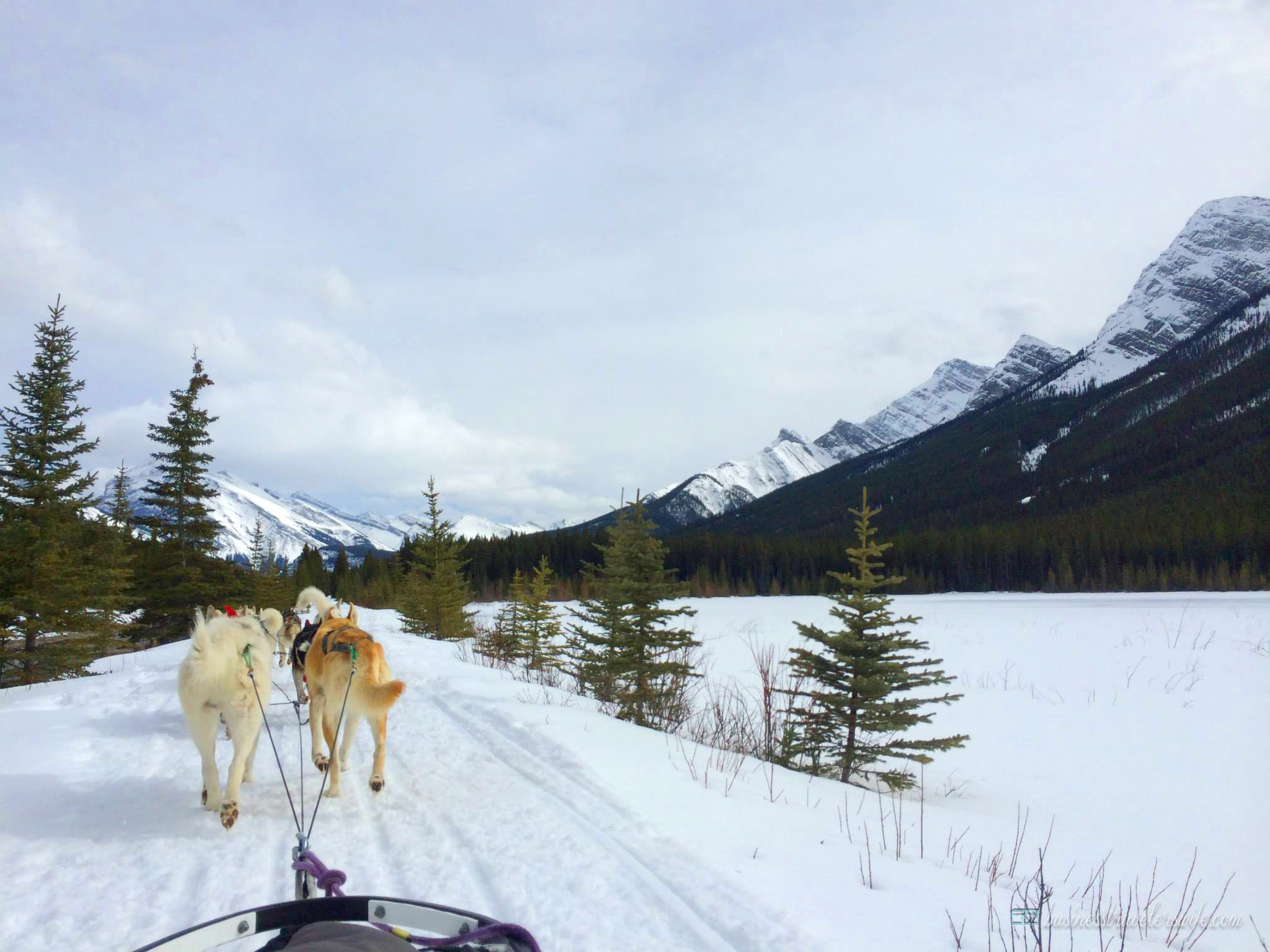 Dogsledding in Canmore, Alberta