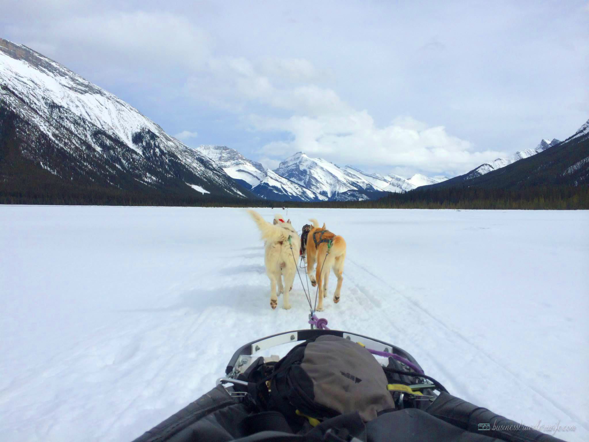 Dogsledding in Canmore, Alberta