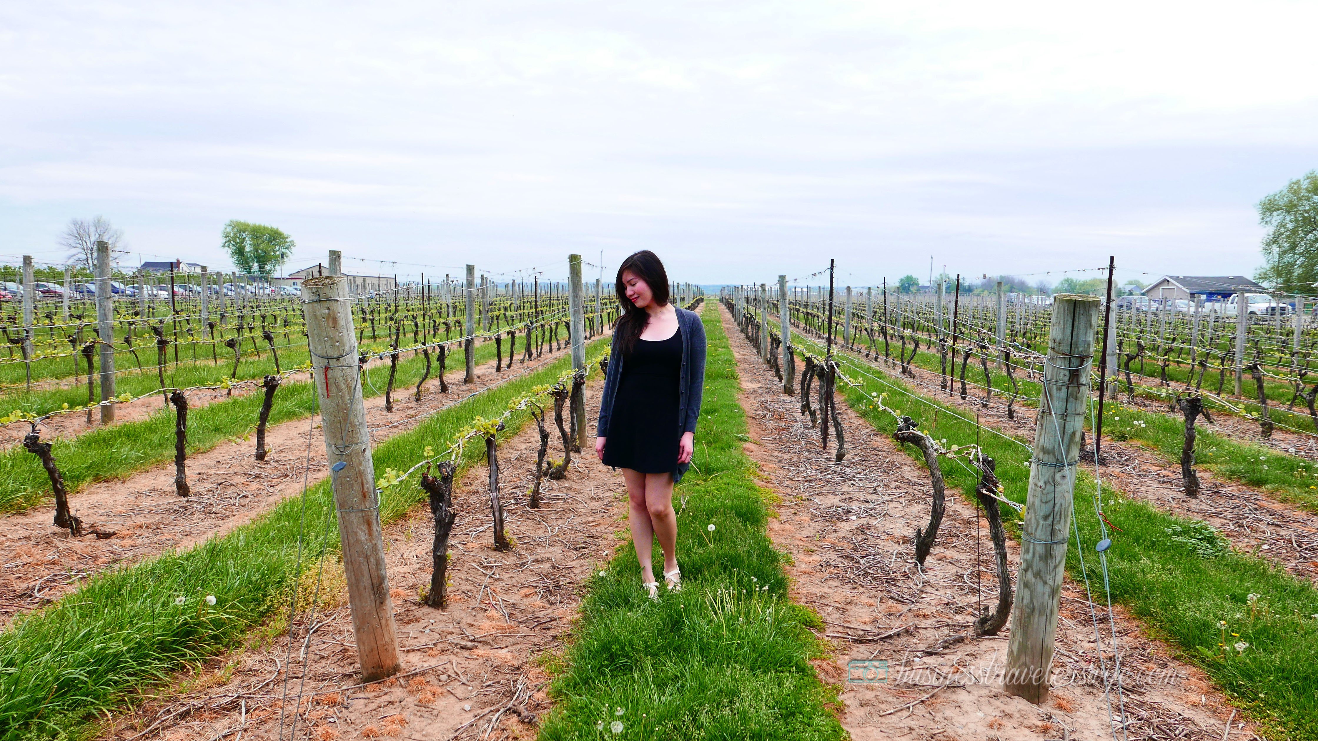 Appreciating Wine: Vineyard and Winery Tour at Niagara-on-the-Lake Trius Winery