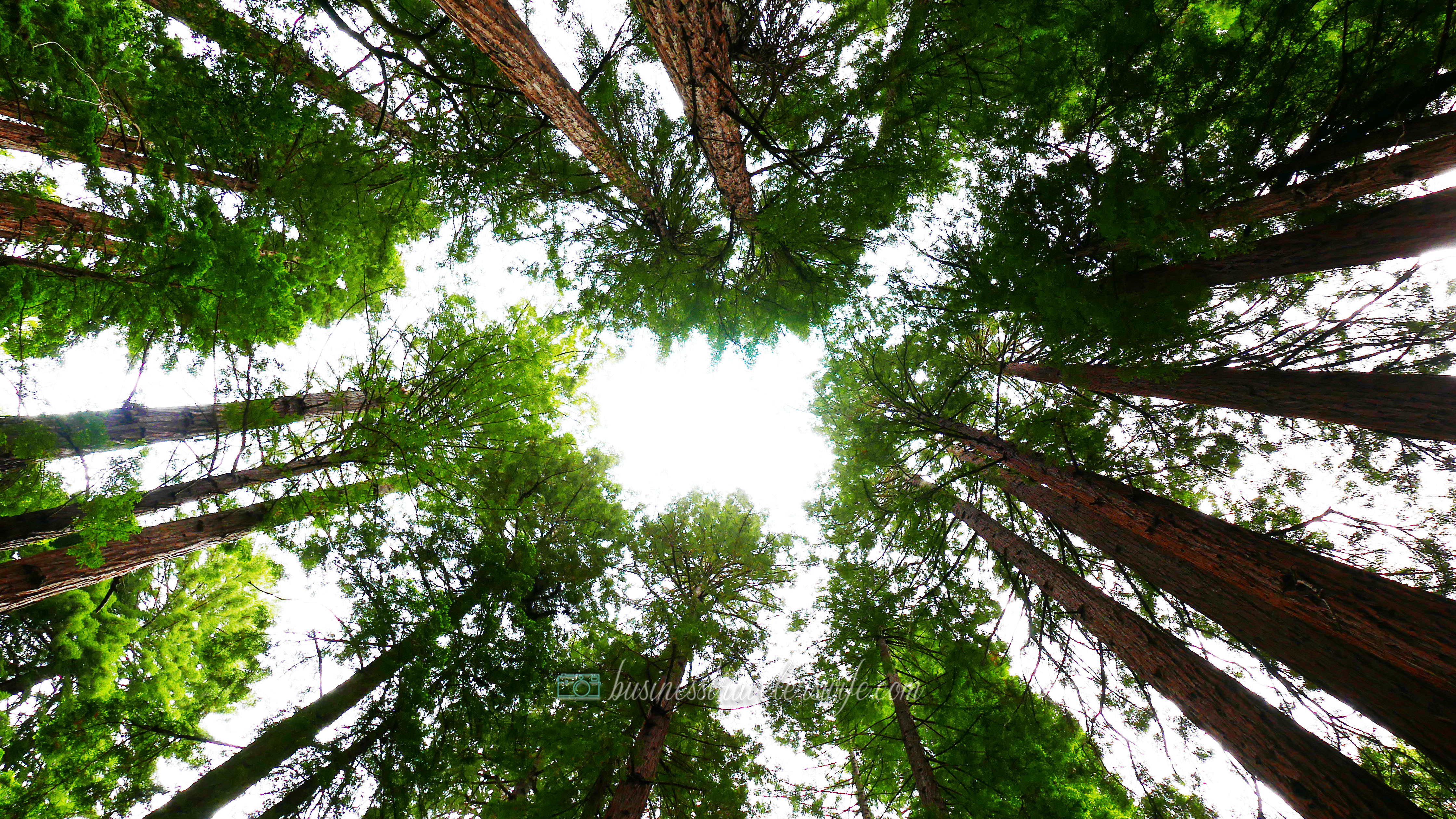 sights to see in san francisco muir woods national monument