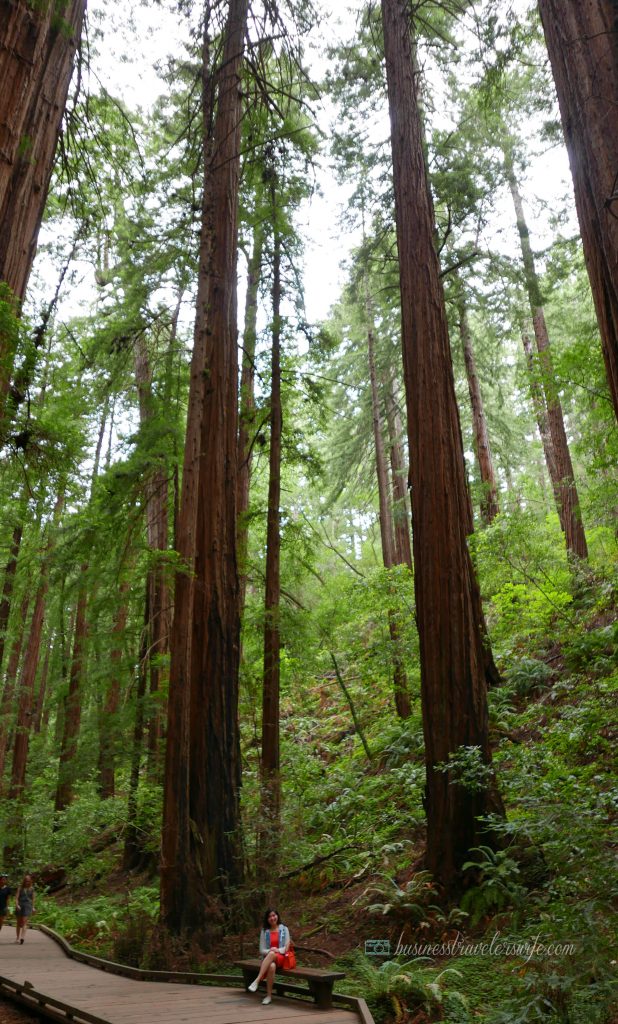 sights to see in san francisco muir woods national monument redwood