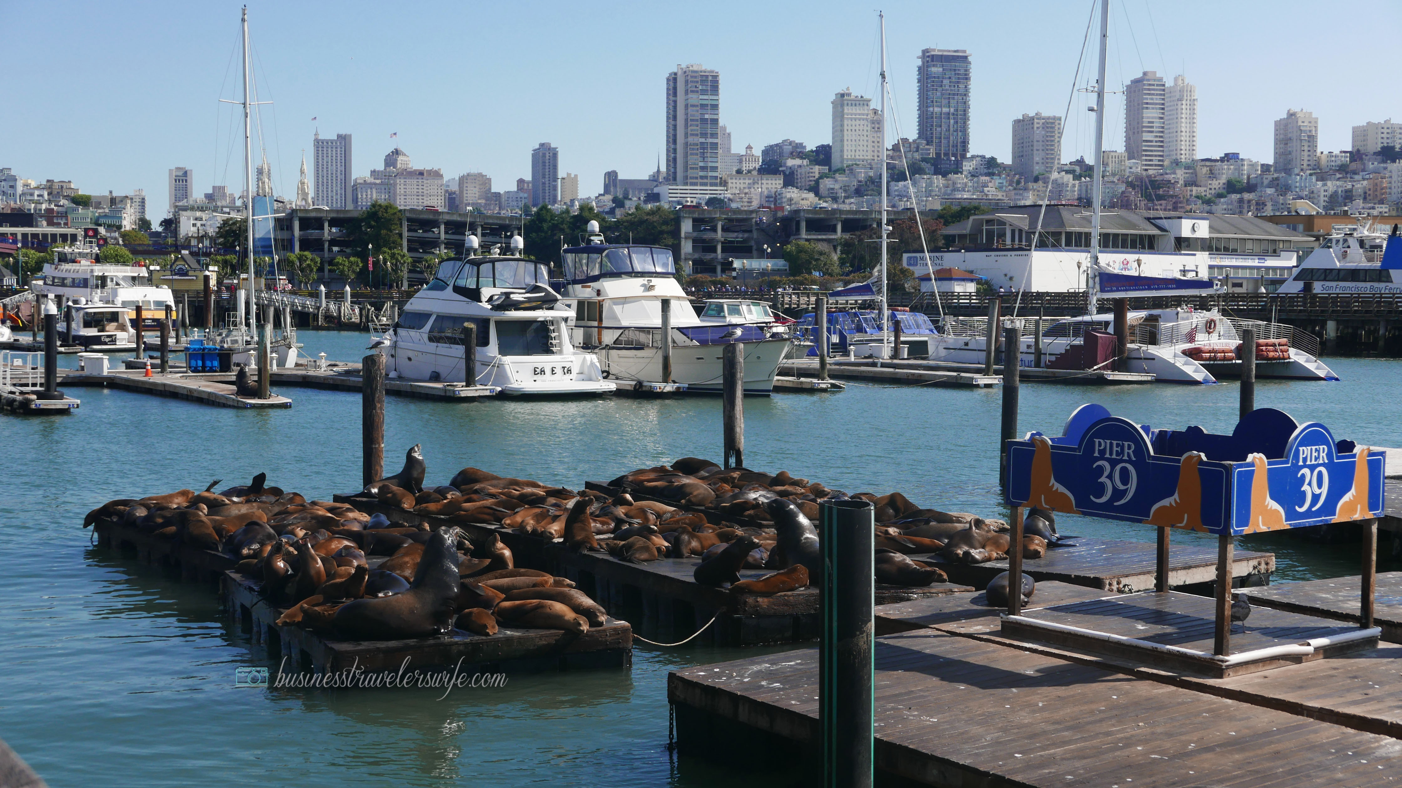 sights to see in san francisco Fisherman's Wharf Pier 39 sea lions