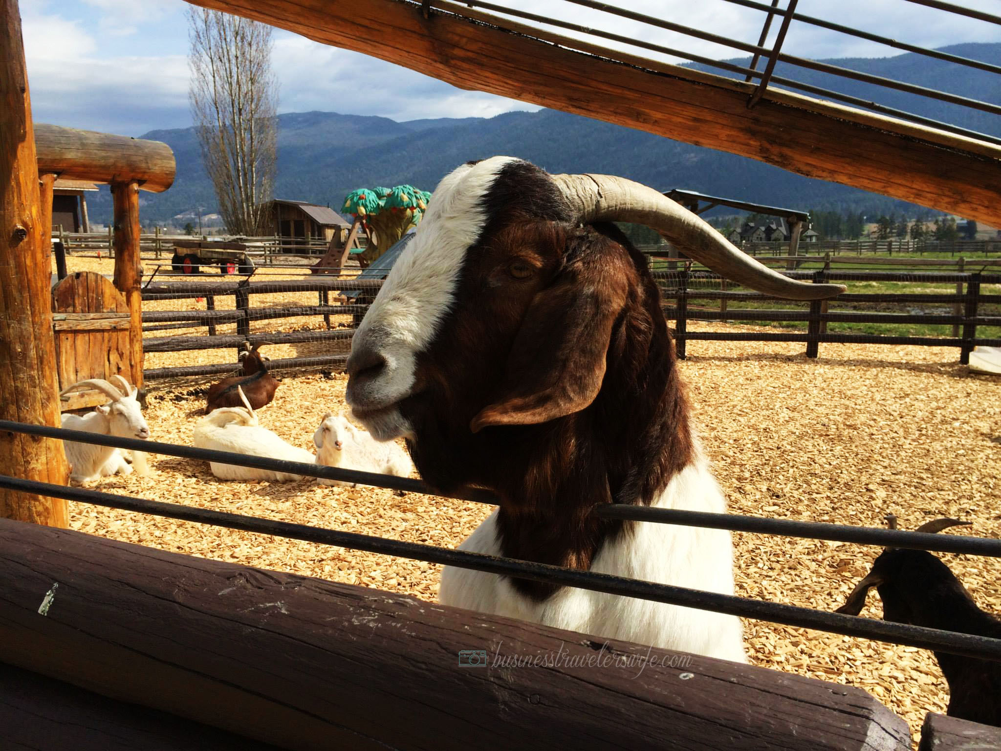 Funny Goat Video from our Road Trip Detour Stories from your roadtrip