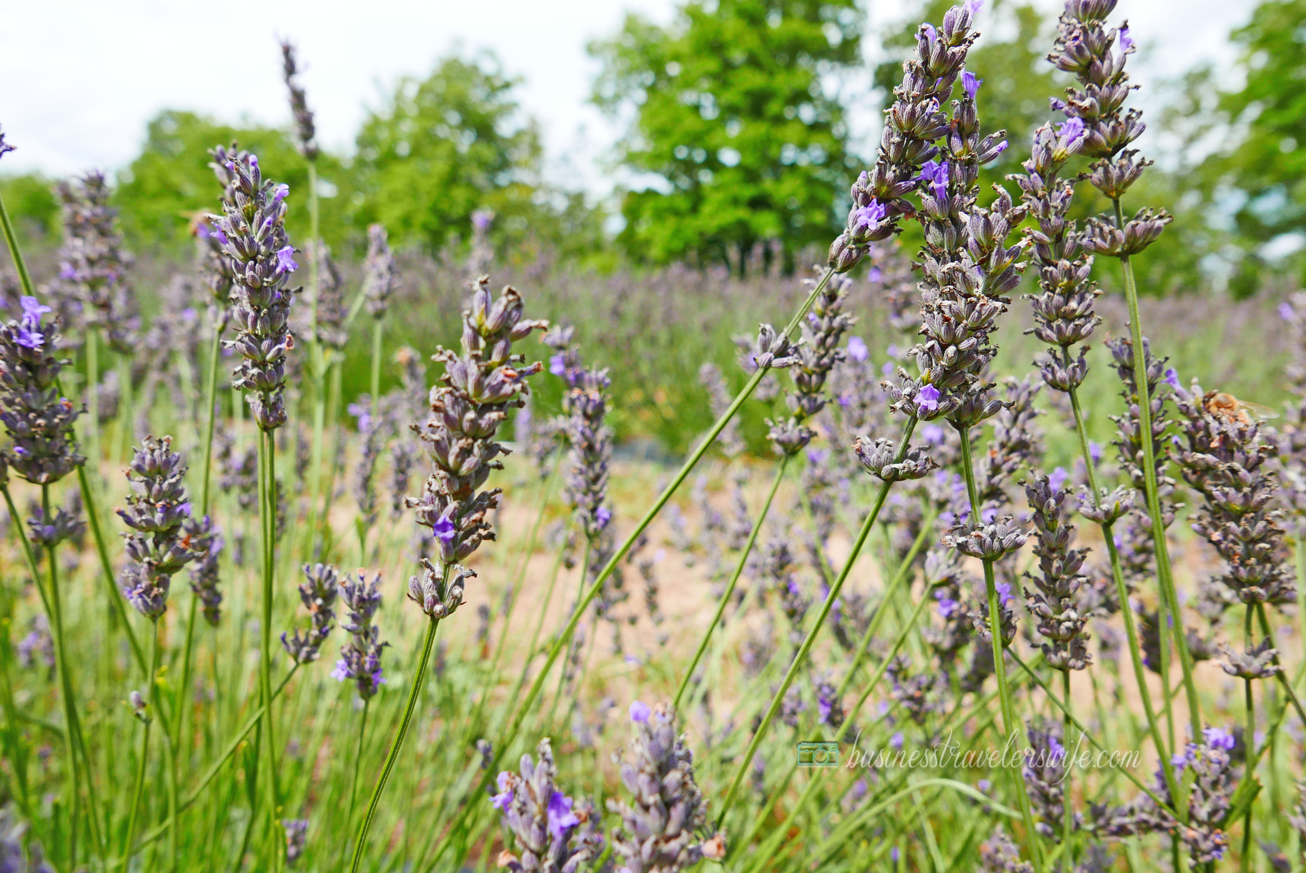 All Things Lovely at the Terre Bleu Lavender Farm