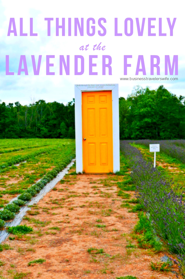 All Things Lovely at the Terre Bleu Lavender Farm