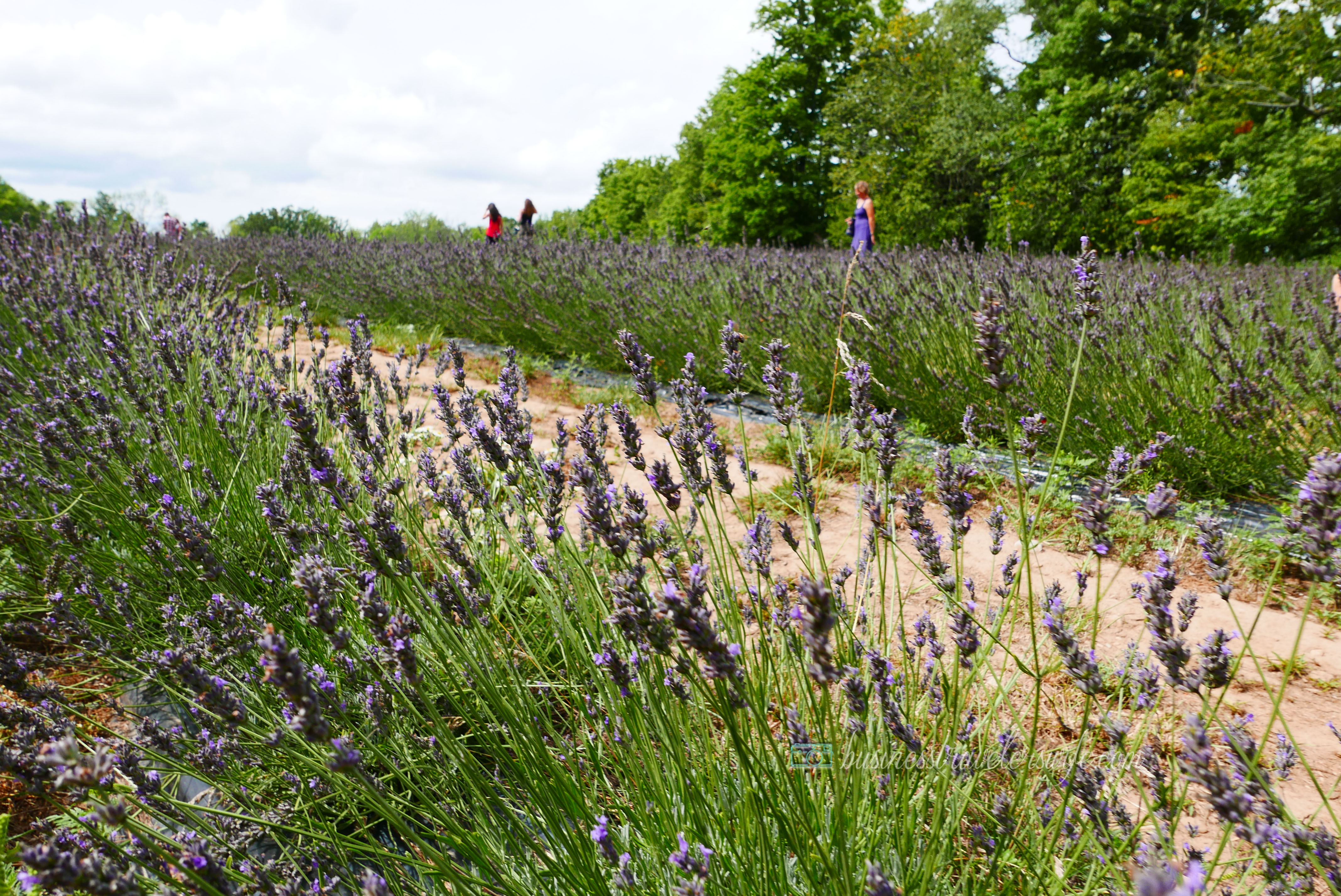 All Things Lovely at the Terre Bleu Lavender Farm Forest Trail