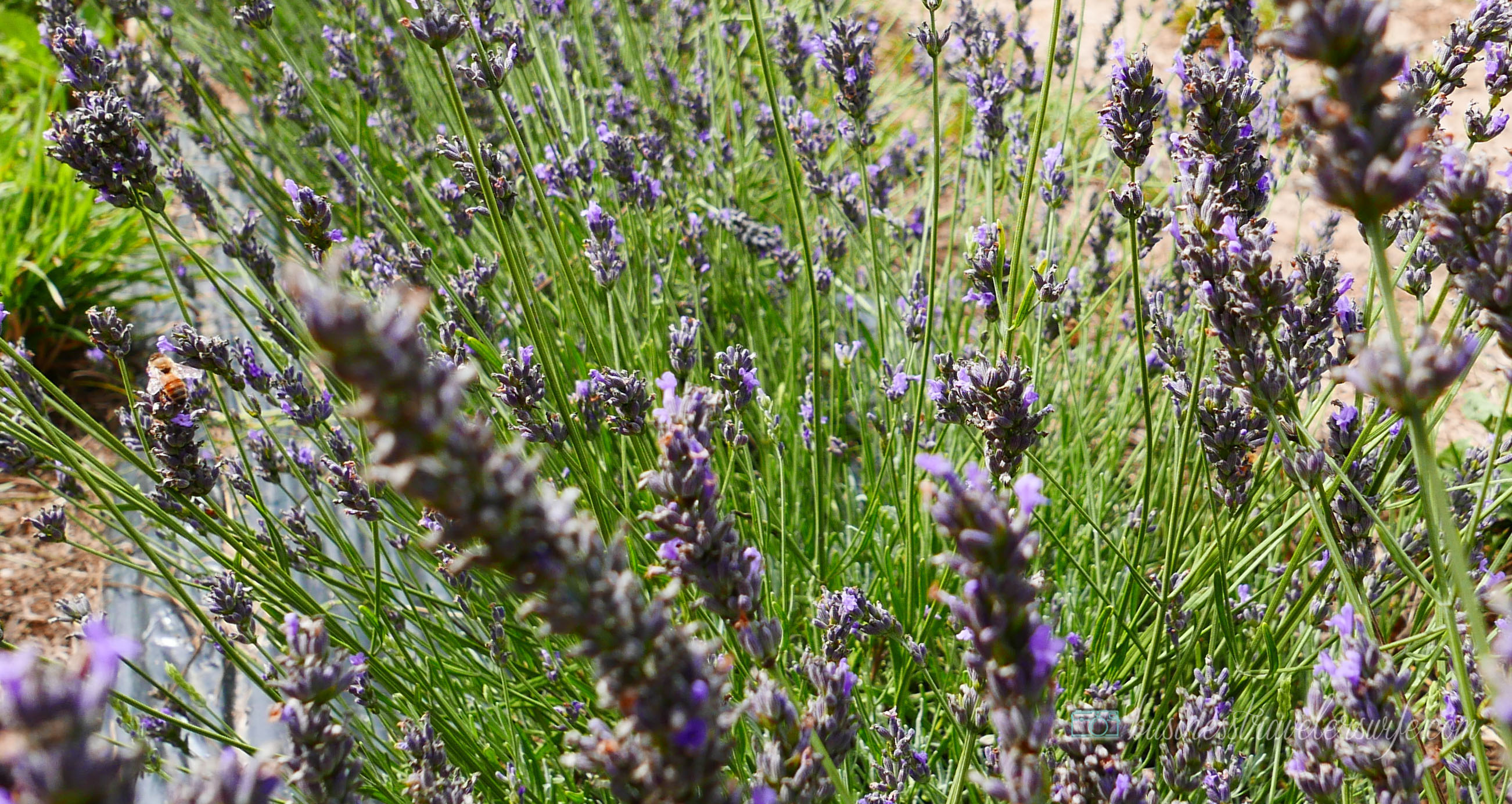 All Things Lovely at the Terre Bleu Lavender Farm Bees