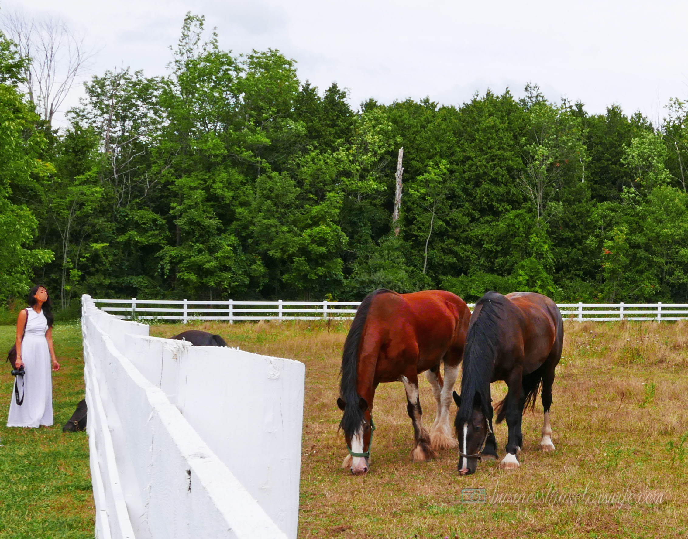 All Things Lovely at the Terre Bleu Lavender Farm Horse Stable