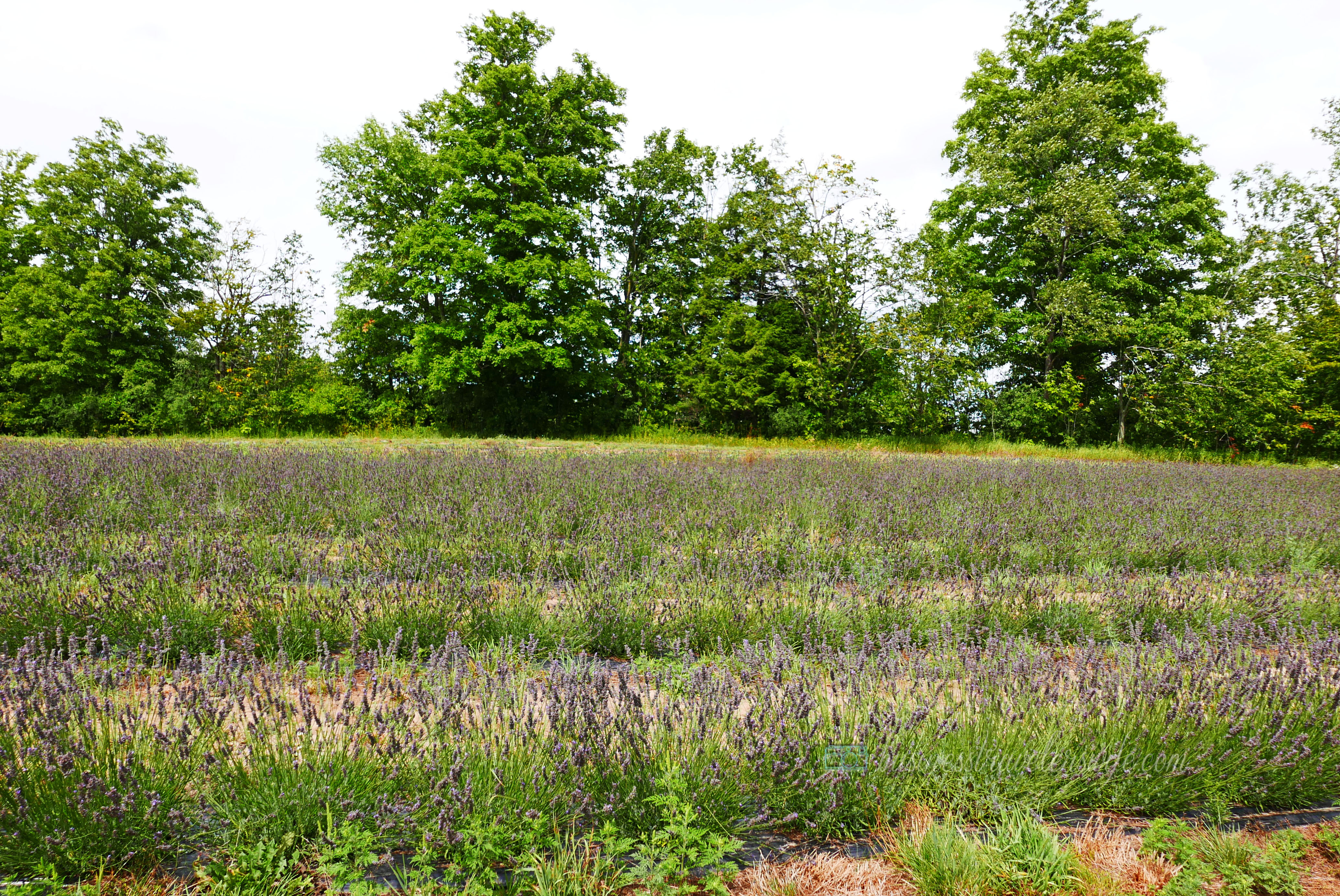 All Things Lovely at the Terre Bleu Lavender Farm