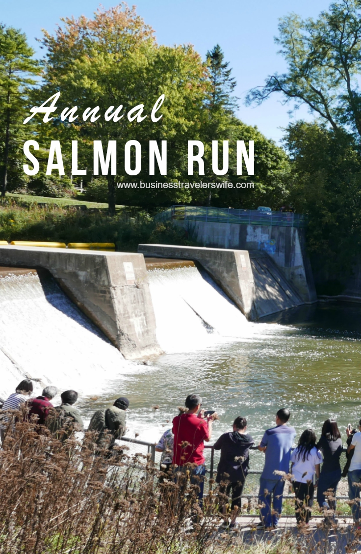 Amazing Salmons Fight Their Way Up the River of Port Hope for the Annual Salmon Run Corbett's Dam Fish Ladder