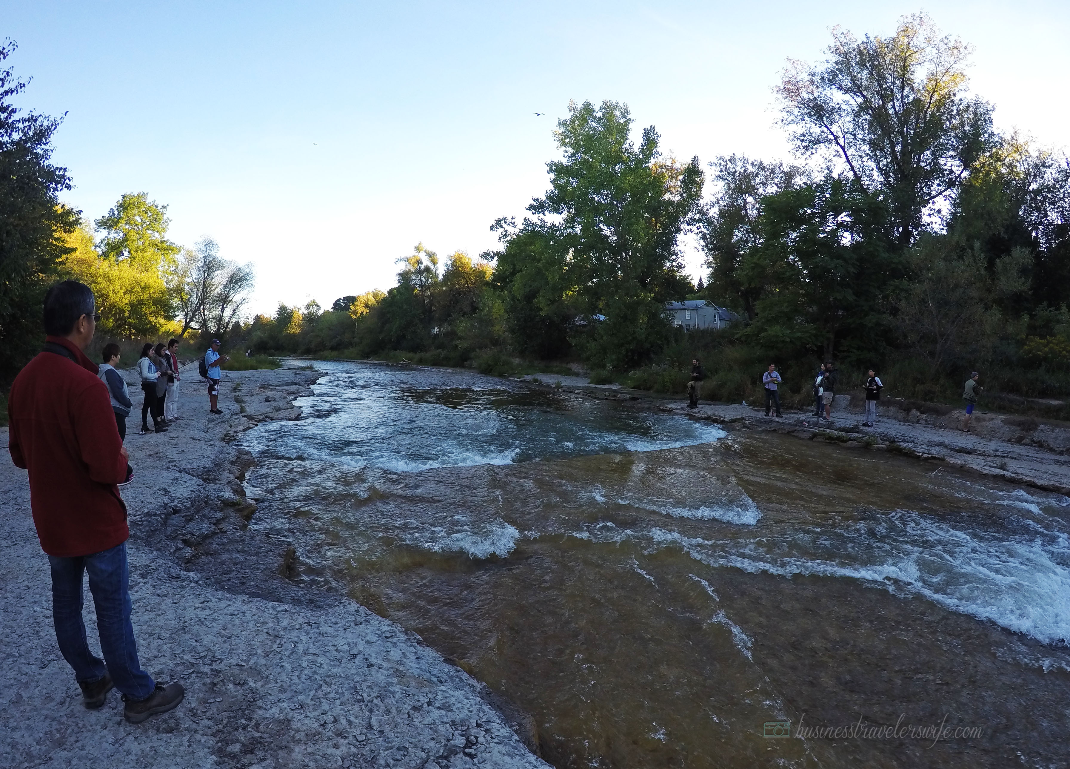 Amazing Salmons Fight Their Way Up the River of Port Hope for the Annual Salmon Run Corbett's Dam Fish Ladder Fishing Port Hope Ganaraska River Salmon Run