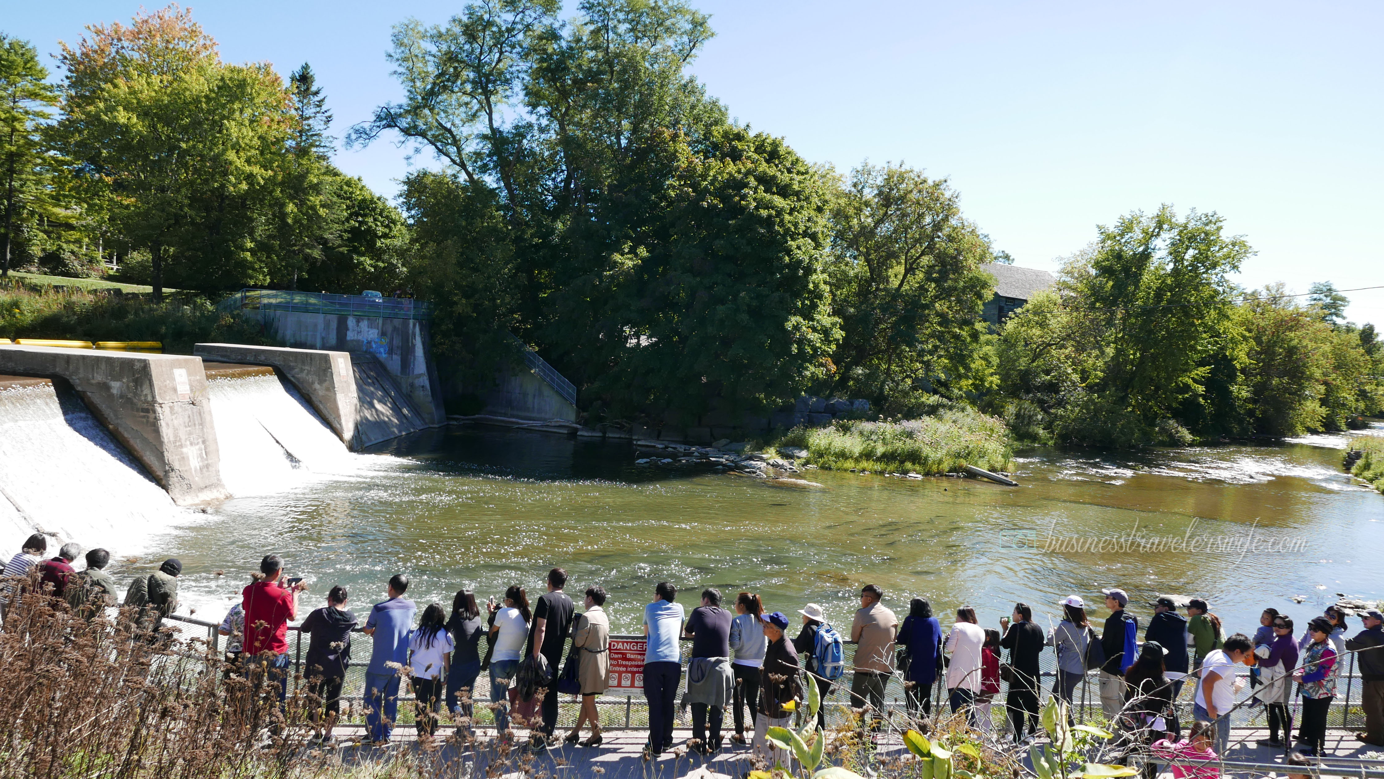 Amazing Salmons Fight Their Way Up the River of Port Hope for the Annual Salmon Run Corbett's Dam Fish Ladder