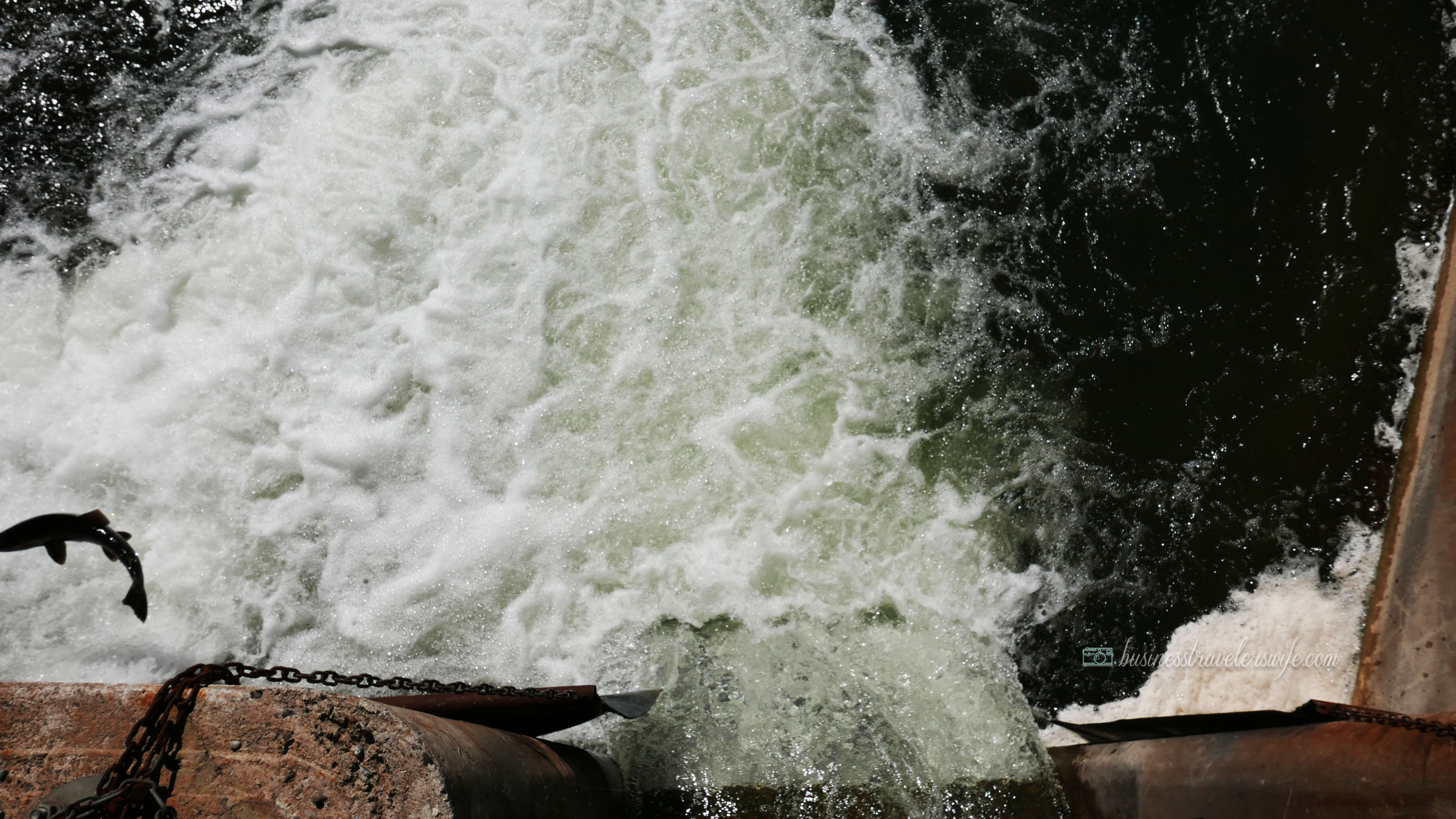 Amazing Salmons Fight Their Way Up the River of Port Hope for the Annual Salmon Run Corbett's Dam Fish Ladder