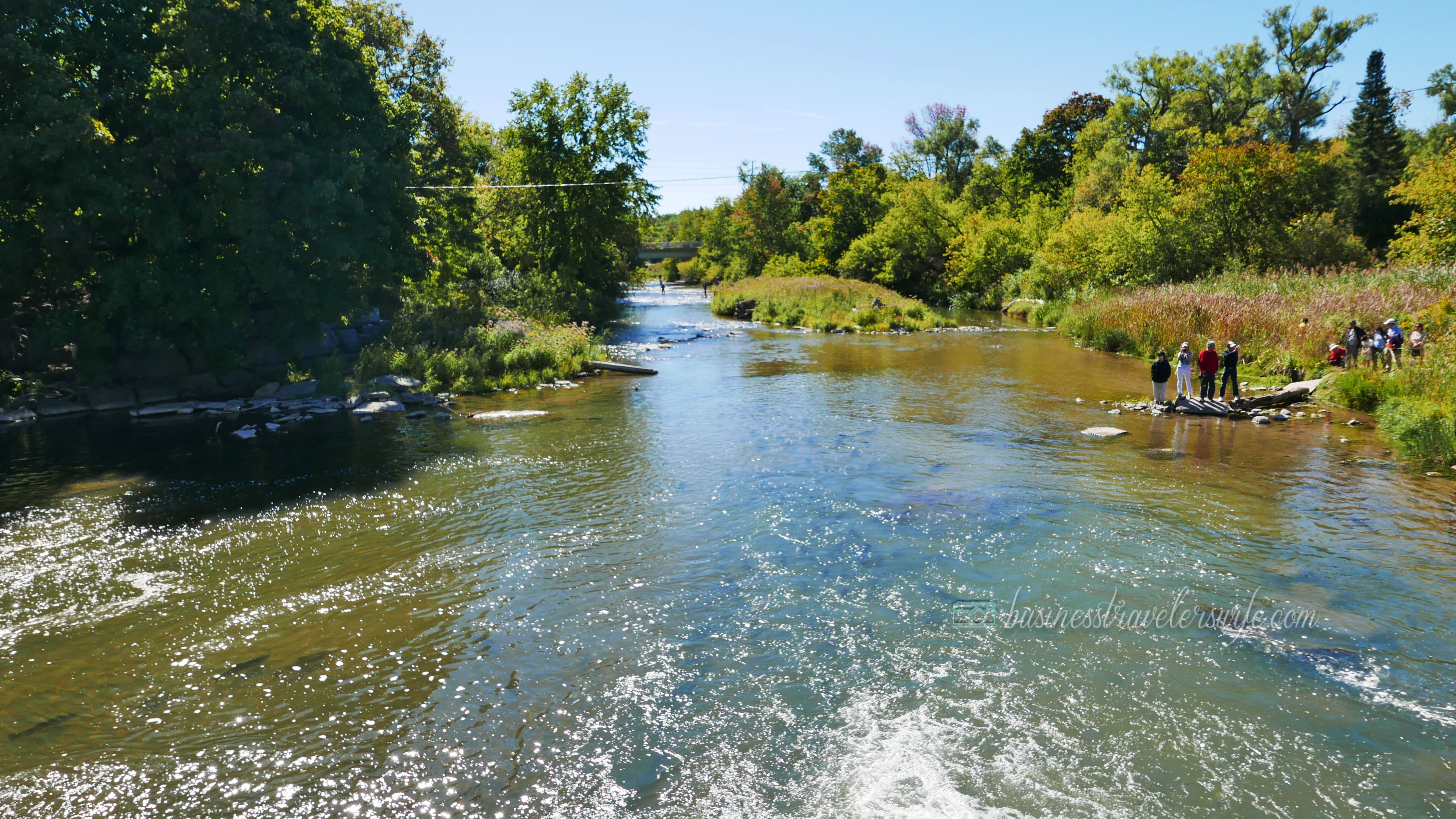 Amazing Salmons Fight Their Way Up the River of Port Hope for the Annual Salmon Run Corbett's Dam at Port Hope