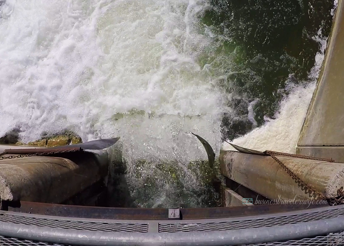 Amazing Salmons Fight Their Way Up the River of Port Hope for the Annual Salmon Run Corbett's Dam Fish Ladder Fishing Port Hope Ganaraska River Salmon Run