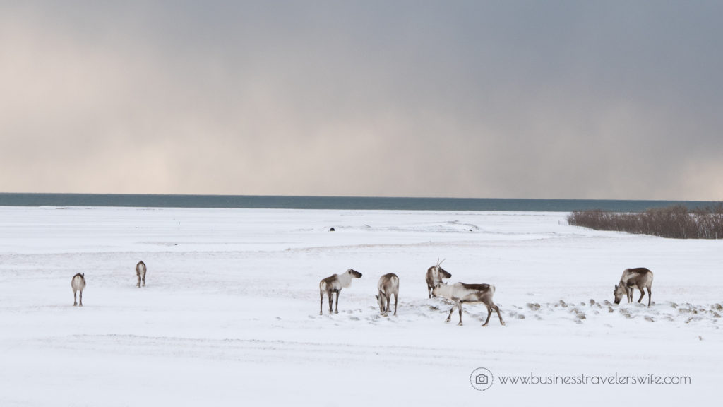 20 Untold Tips for Tourists Visiting Iceland Ice Cave Tour20 Untold Tips for Tourists Visiting Iceland Reindeer