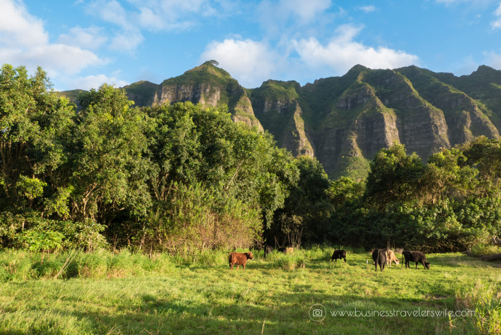 ATV Tour in Kualoa Ranch Oahu Meadows Cows (1 of 1)