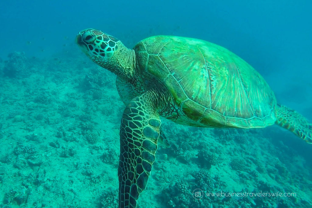 Snorkeling with Hawaiian Green Sea Turtles and Sailing in Honolulu Turtle Canyon Adventure Sail with Holokai Catamaran in Oahu Hawaii