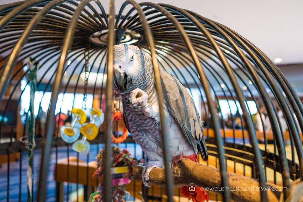 Hotel Review on Hyatt Regency Waikiki Beach Resort & Spa Honolulu Oahu Hawaii Parrots 