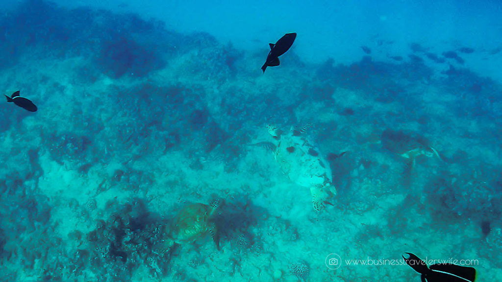 Snorkeling with Hawaiian Green Sea Turtles and Sailing in Honolulu Turtle Canyon Adventure Sail with Holokai Catamaran in Oahu Hawaii
