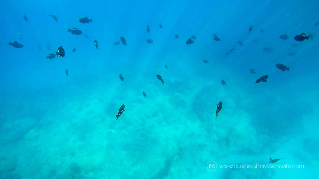 Snorkeling with Hawaiian Green Sea Turtles and Sailing in Honolulu Turtle Canyon Adventure Sail with Holokai Catamaran in Oahu Hawaii