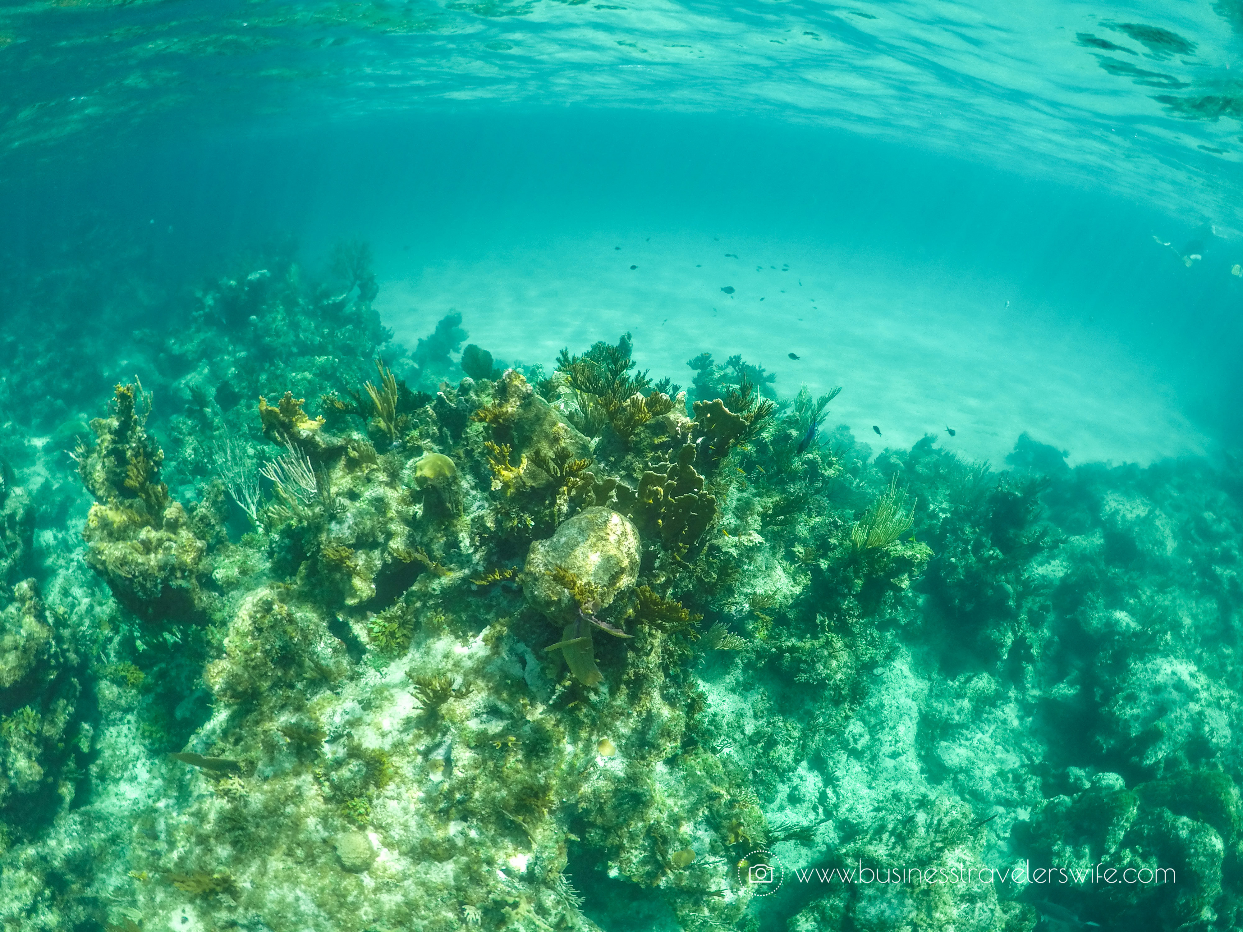 Amazing Snorkeling Tour with Stuart Cove’s Dive Bahamas Elkhorn coral reef