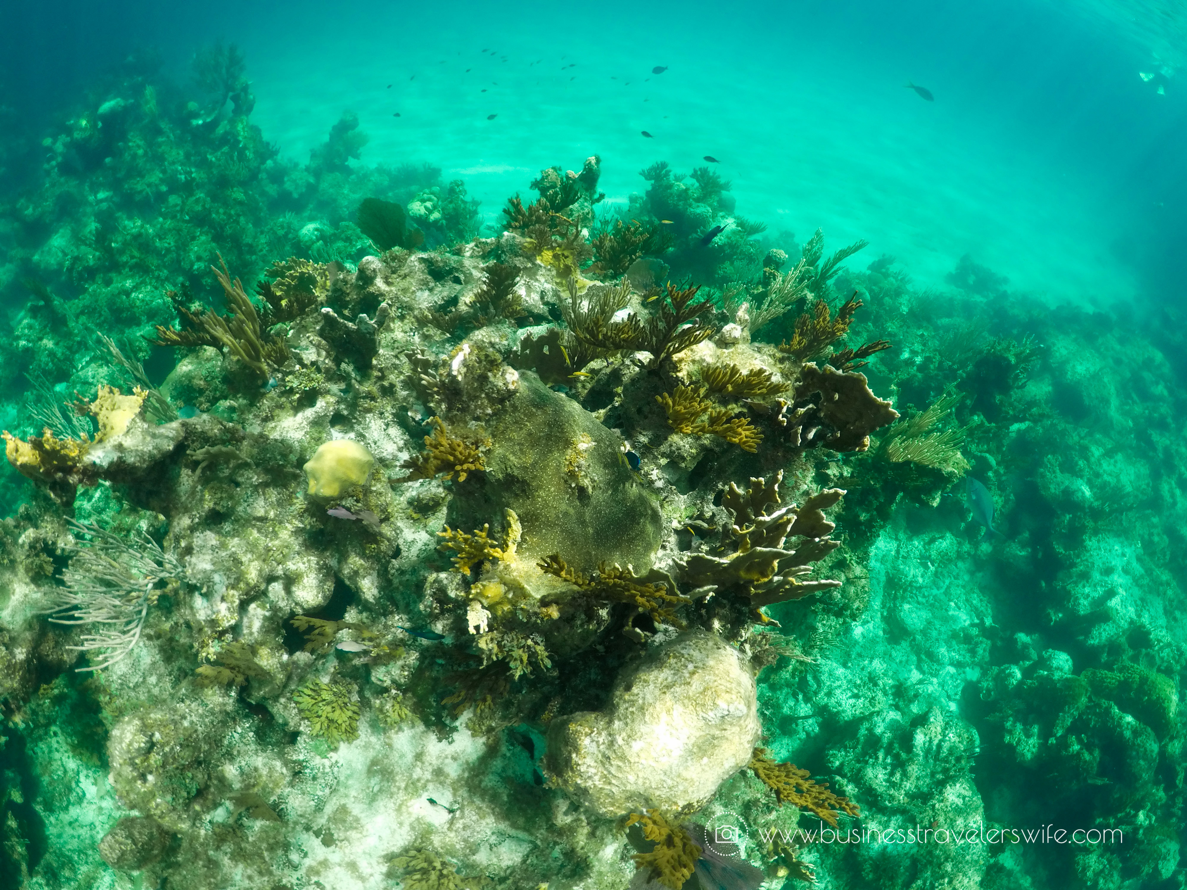 Amazing Snorkeling Tour with Stuart Cove’s Dive Bahamas Elkhorn coral reef