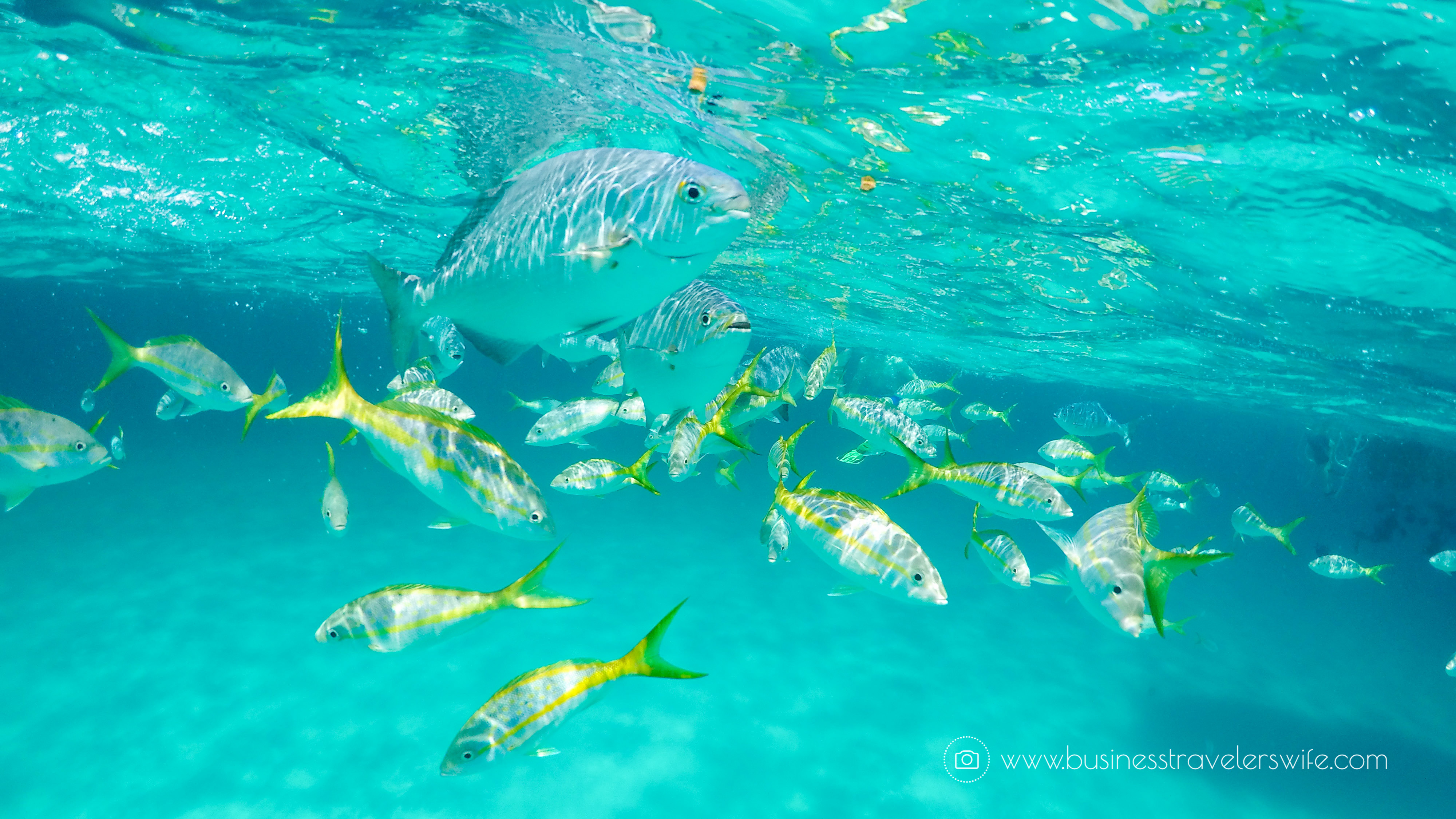 Amazing Snorkeling Tour with Stuart Cove’s Dive Bahamas Hollywood Bowl Tropical Fish