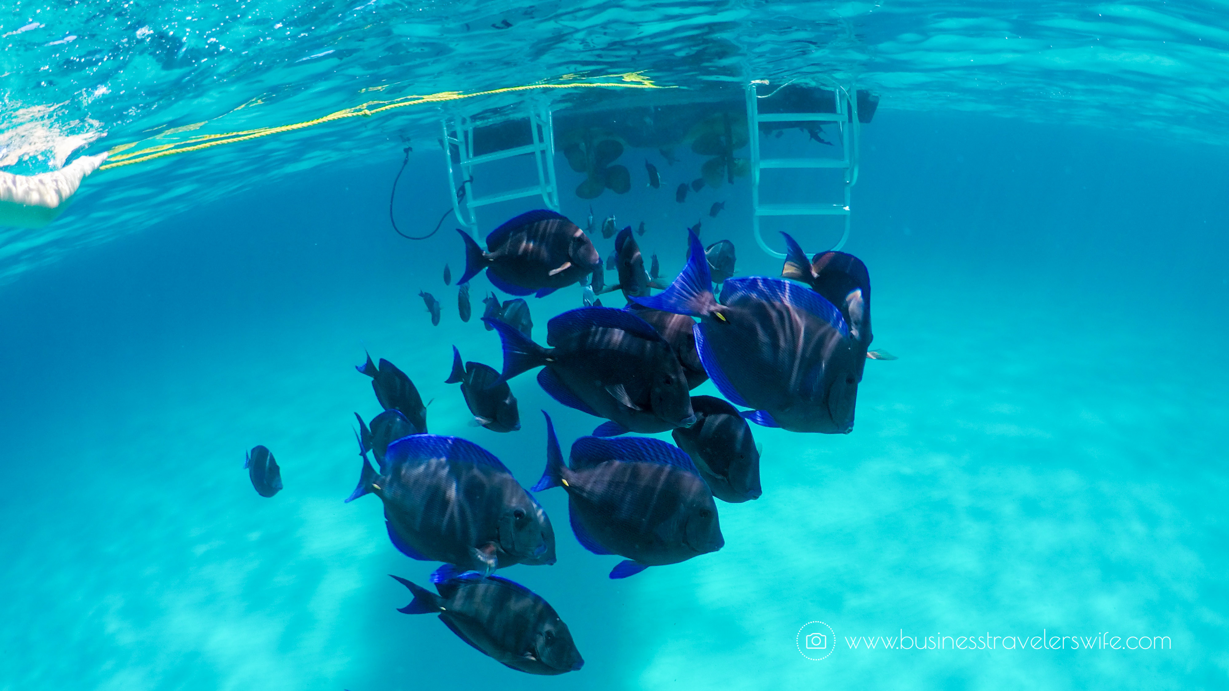 Amazing Snorkeling Tour with Stuart Cove’s Dive Bahamas Hollywood Bowl Tropical Fish