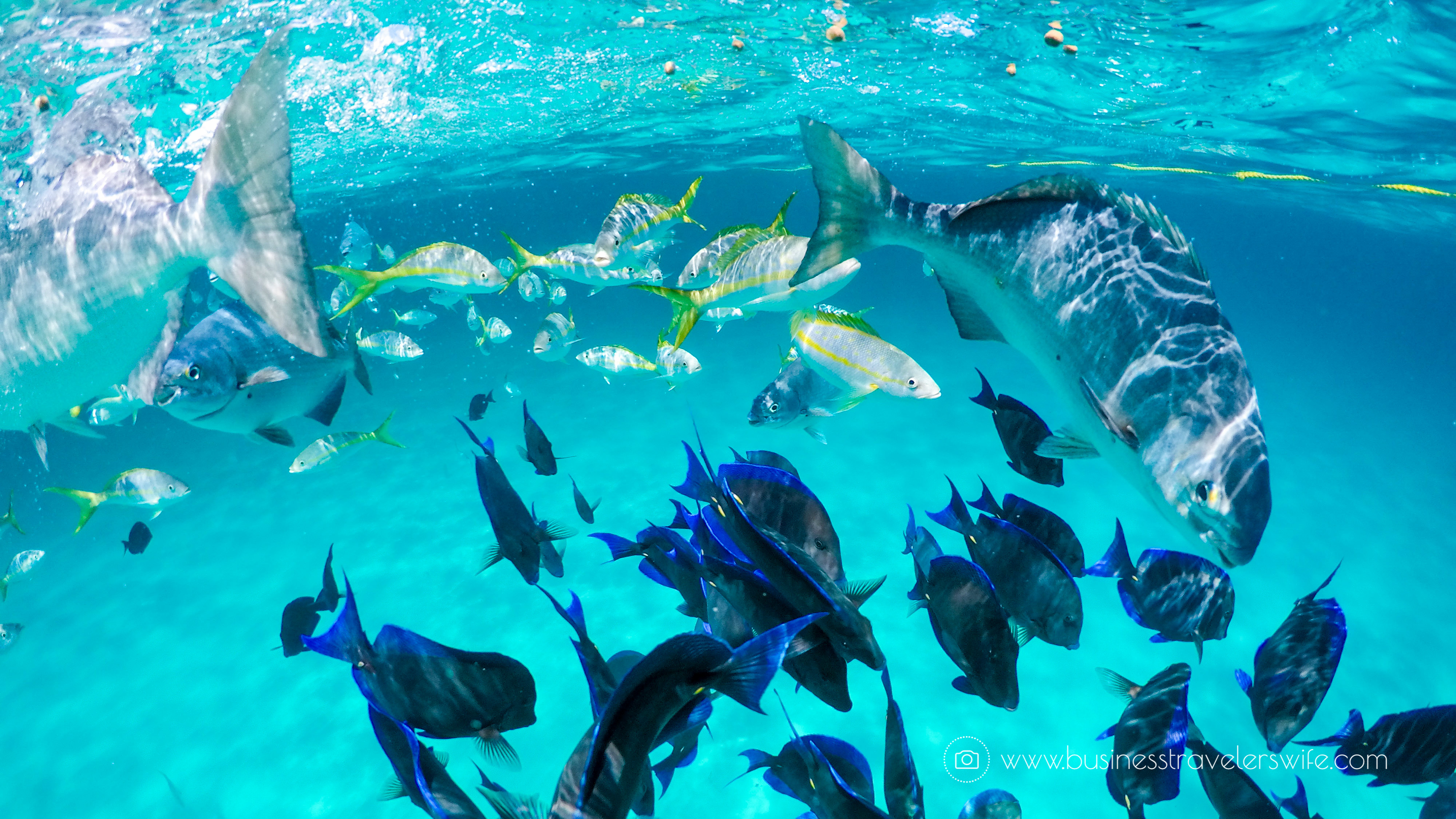 Amazing Snorkeling Tour with Stuart Cove’s Dive Bahamas Hollywood Bowl Tropical Fish