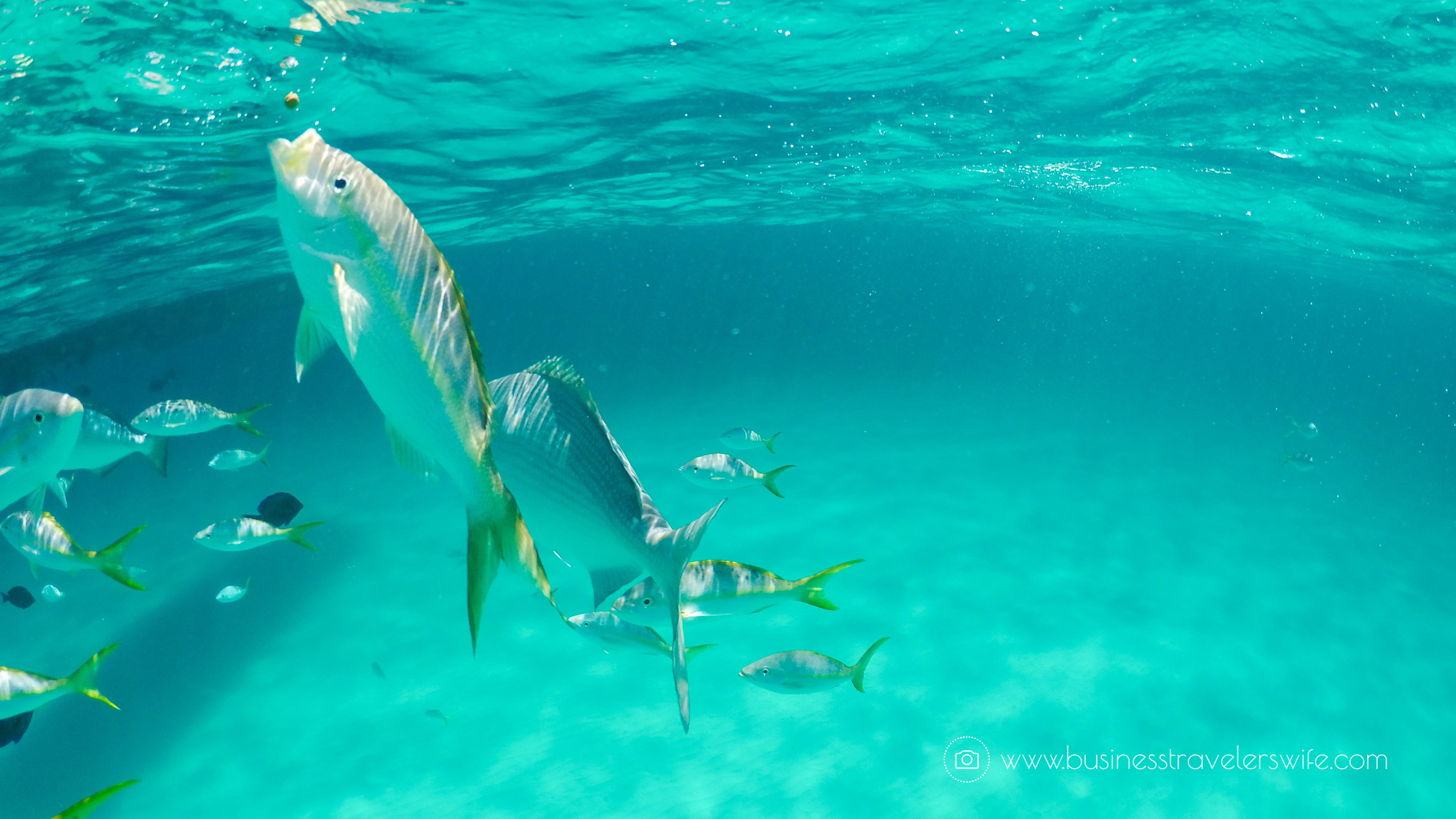 Amazing Snorkeling Tour with Stuart Cove’s Dive Bahamas Hollywood Bowl Tropical Fish