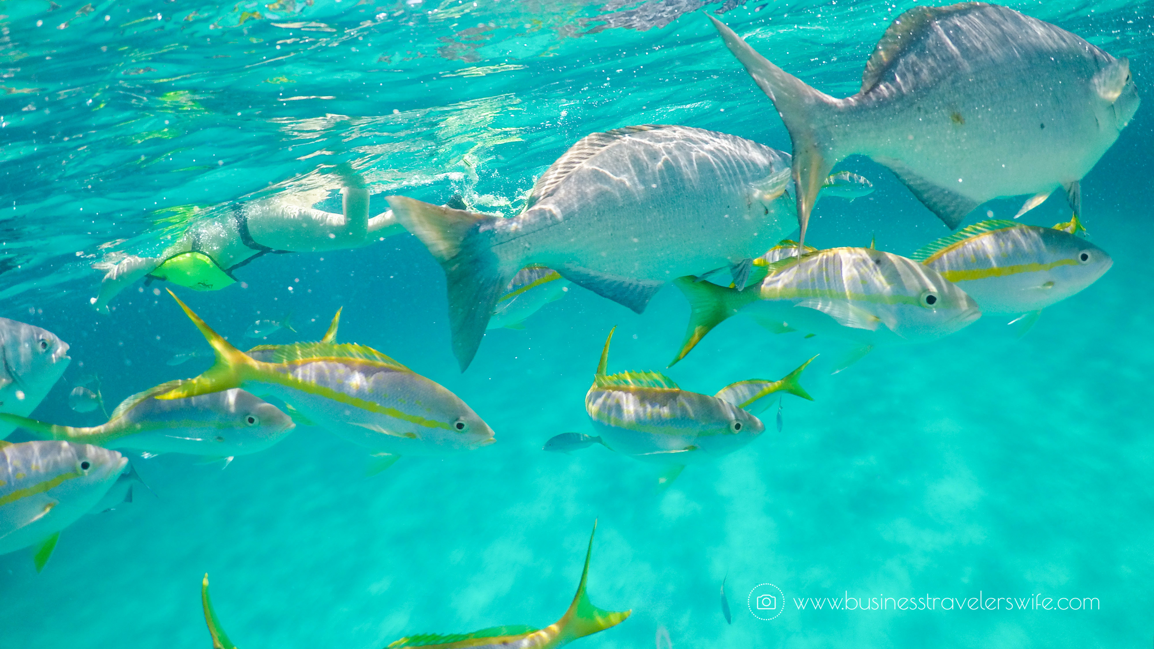 Amazing Snorkeling Tour with Stuart Cove’s Dive Bahamas Hollywood Bowl Tropical Fish