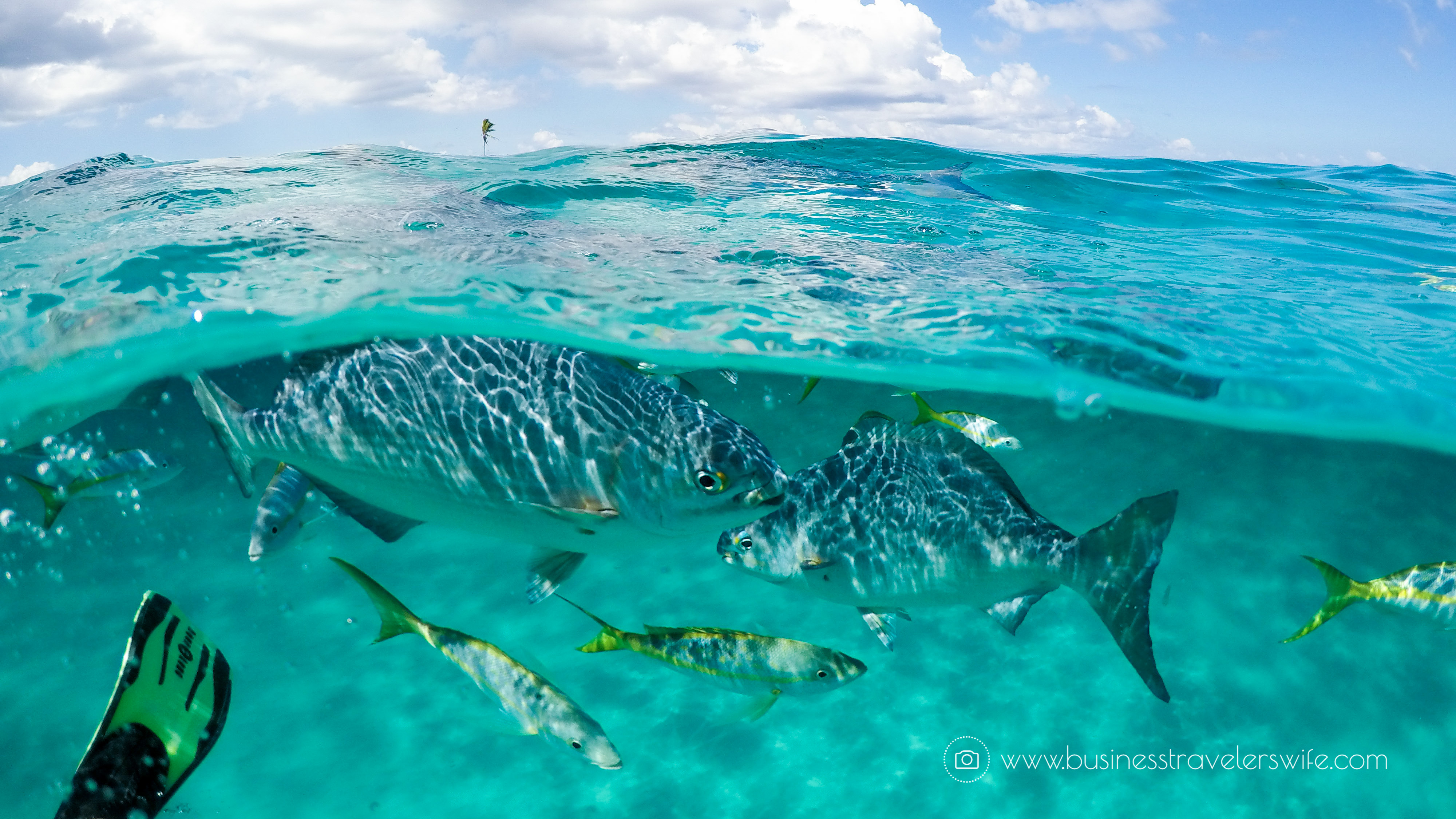 Amazing Snorkeling Tour with Stuart Cove’s Dive Bahamas Hollywood Bowl Tropical Fish