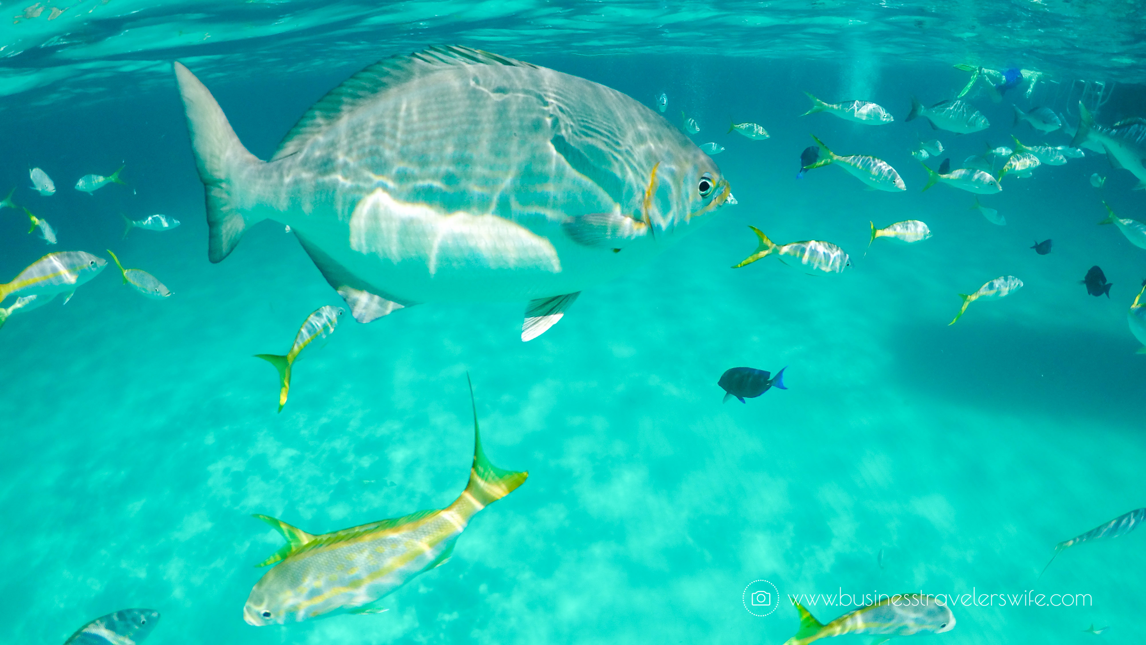 Amazing Snorkeling Tour with Stuart Cove’s Dive Bahamas Hollywood Bowl Tropical Fish