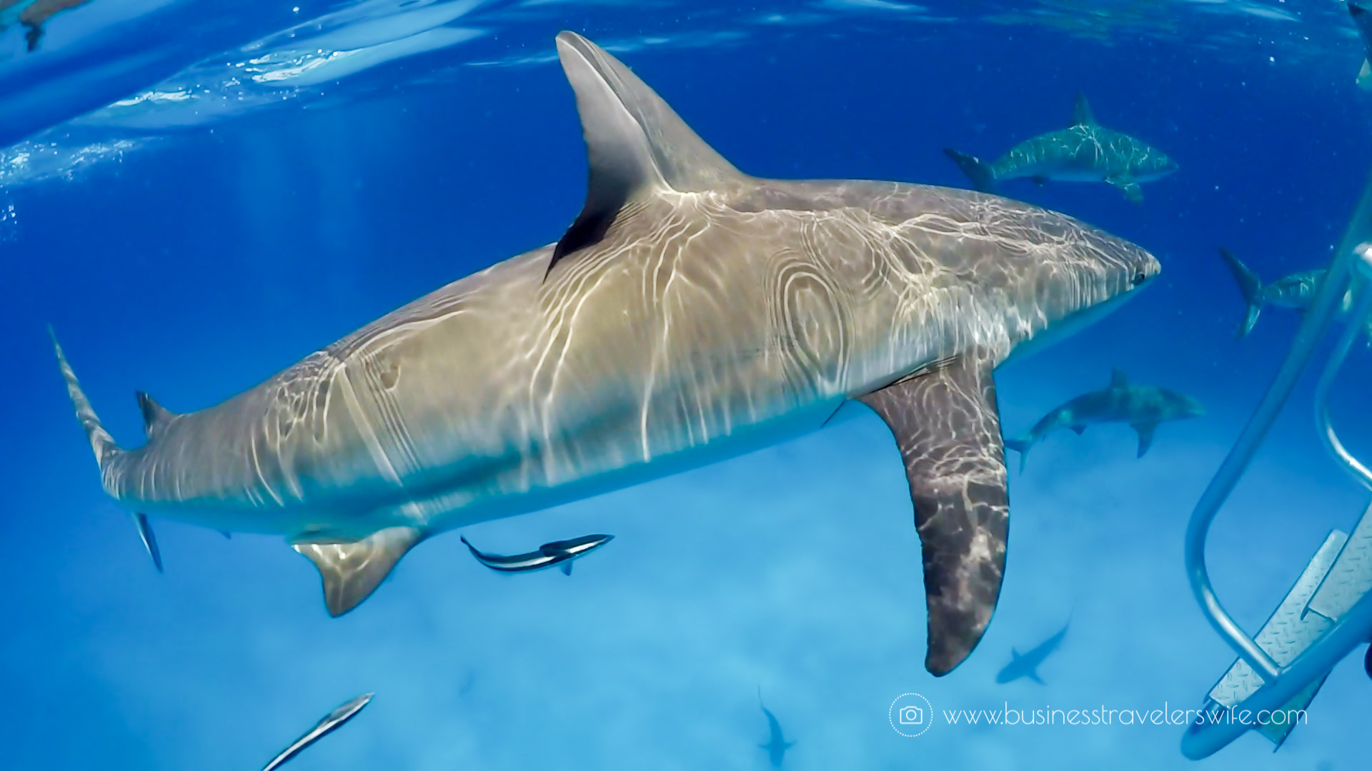 Amazing Snorkeling Tour with Stuart Cove’s Dive Bahamas Reef Sharks