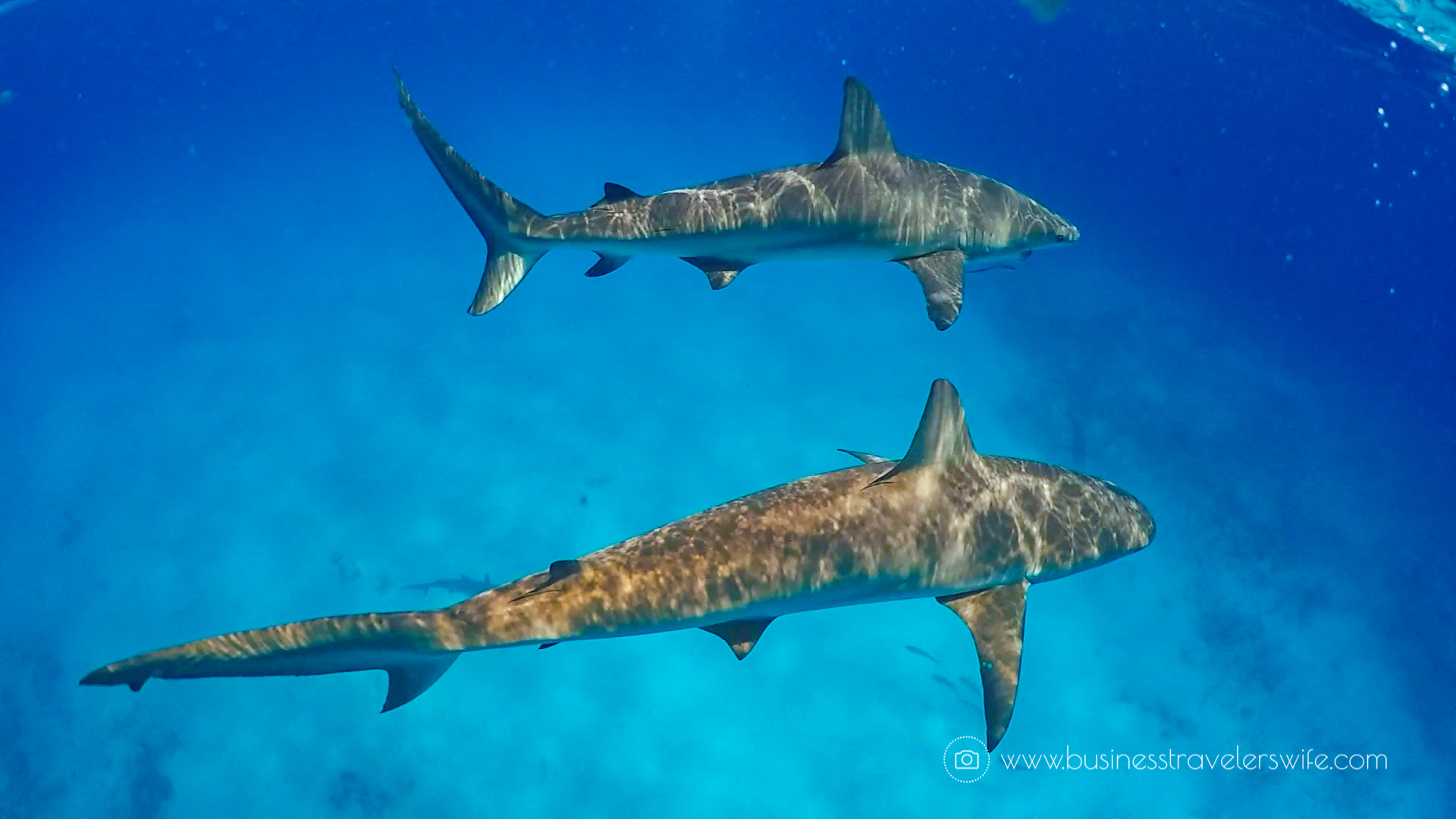 Amazing Snorkeling Tour with Stuart Cove’s Dive Bahamas Reef Sharks