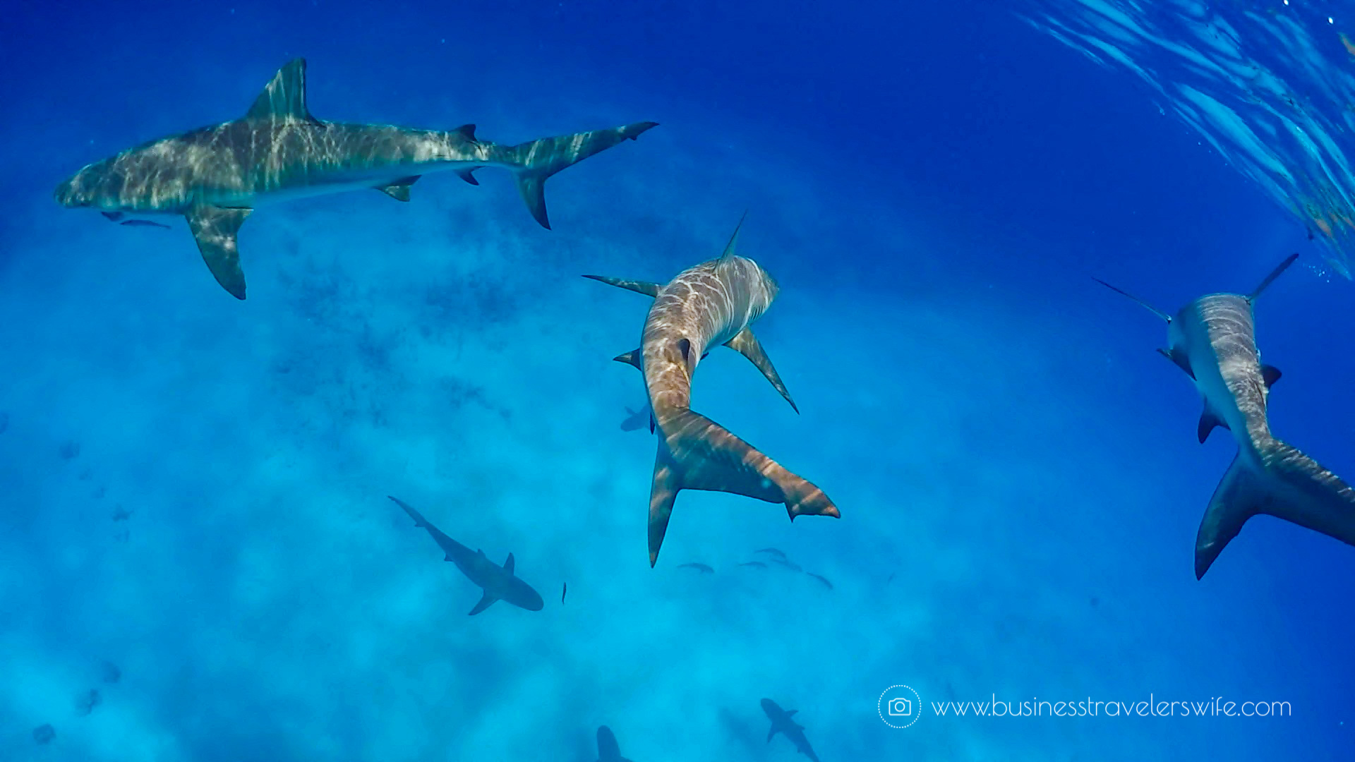 Amazing Snorkeling Tour with Stuart Cove’s Dive Bahamas Reef Sharks