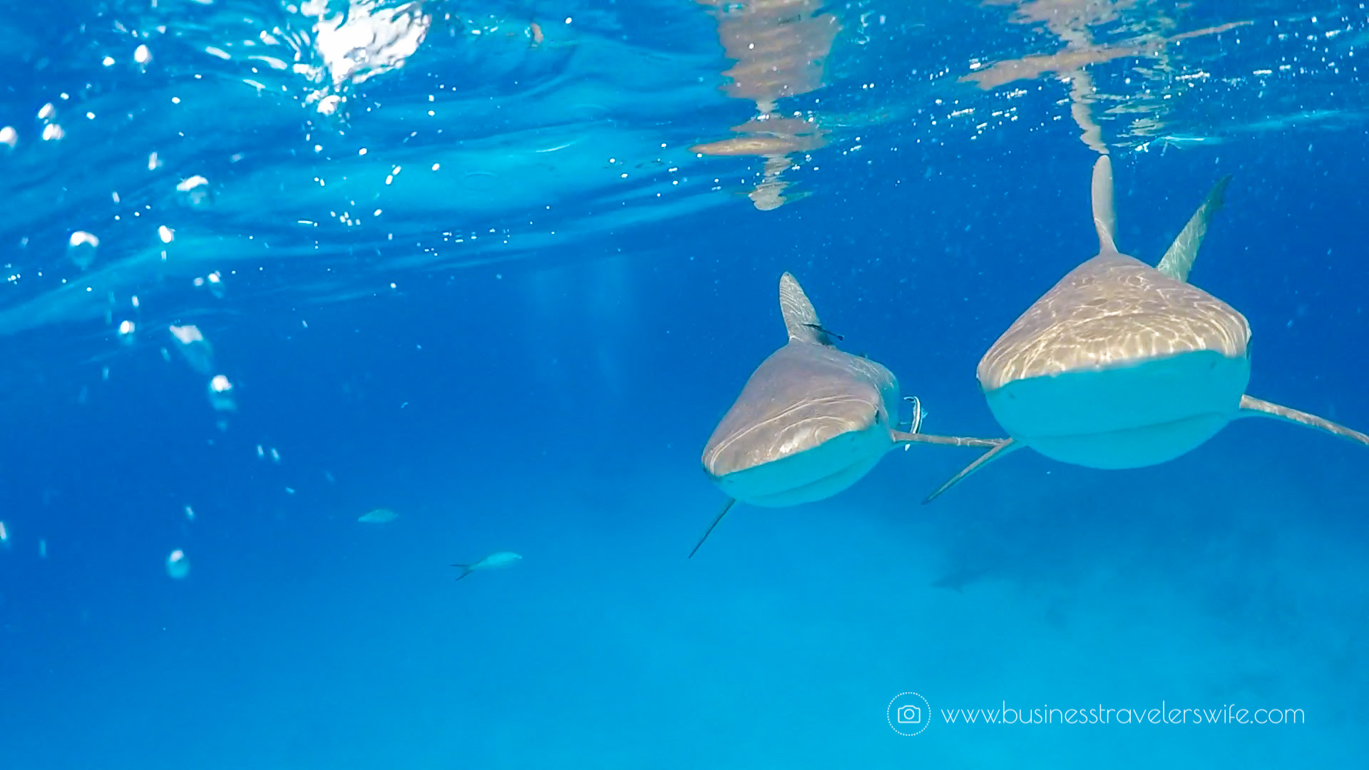 Amazing Snorkeling Tour with Stuart Cove’s Dive Bahamas Reef Sharks