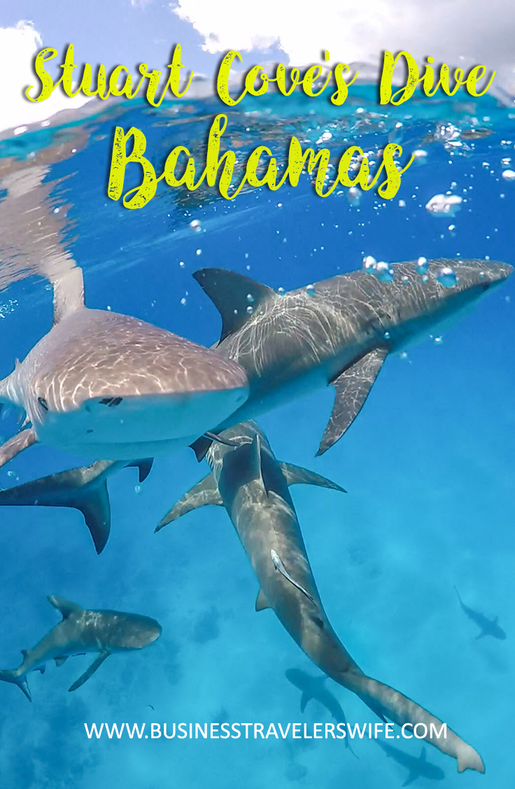 Amazing Snorkeling Tour with Stuart Cove’s Dive Bahamas Reef Sharks