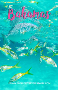 Pinterest An Unforgettable Snorkeling Tour with Stuart Cove’s at the Bahamas hollywood bowl Tropical Fish