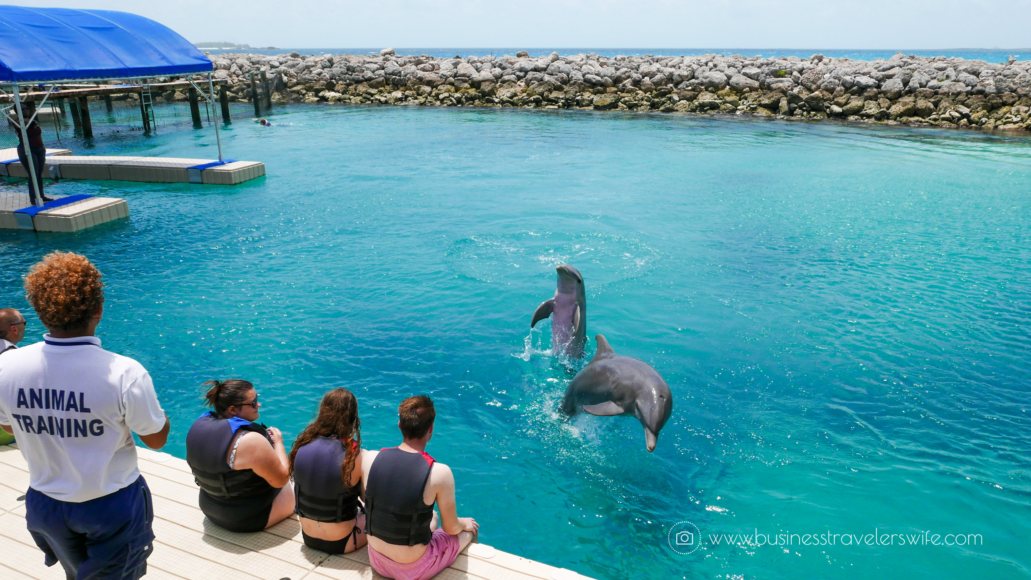 VIP Beach Day and Dolphin Encounter on Blue Lagoon Island, Bahamas Dolphin Swim