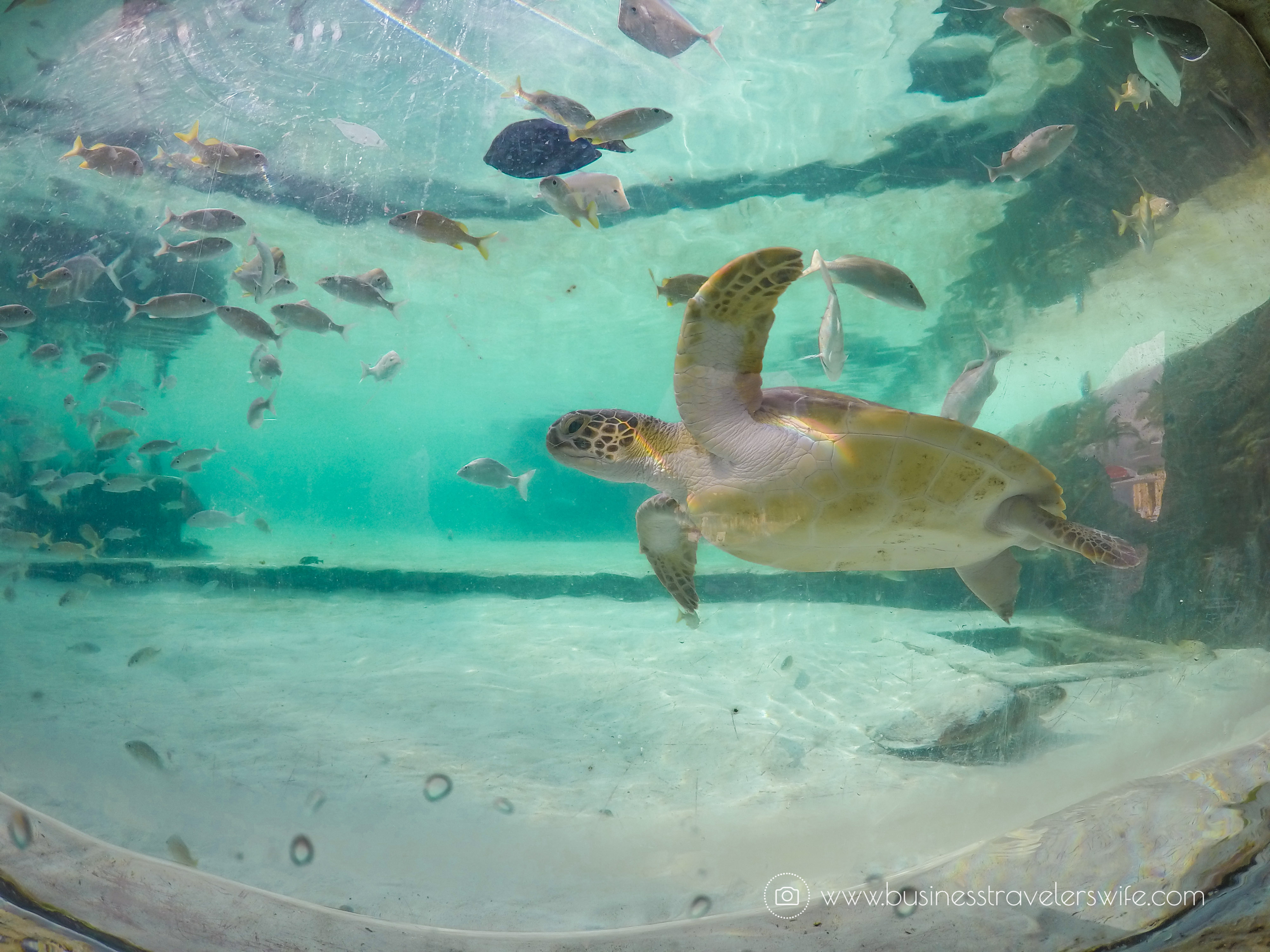 Grand Hyatt Baha Mar - A Grand Vacation in Nassau Bahamas Pool Rock Jump Aquarium