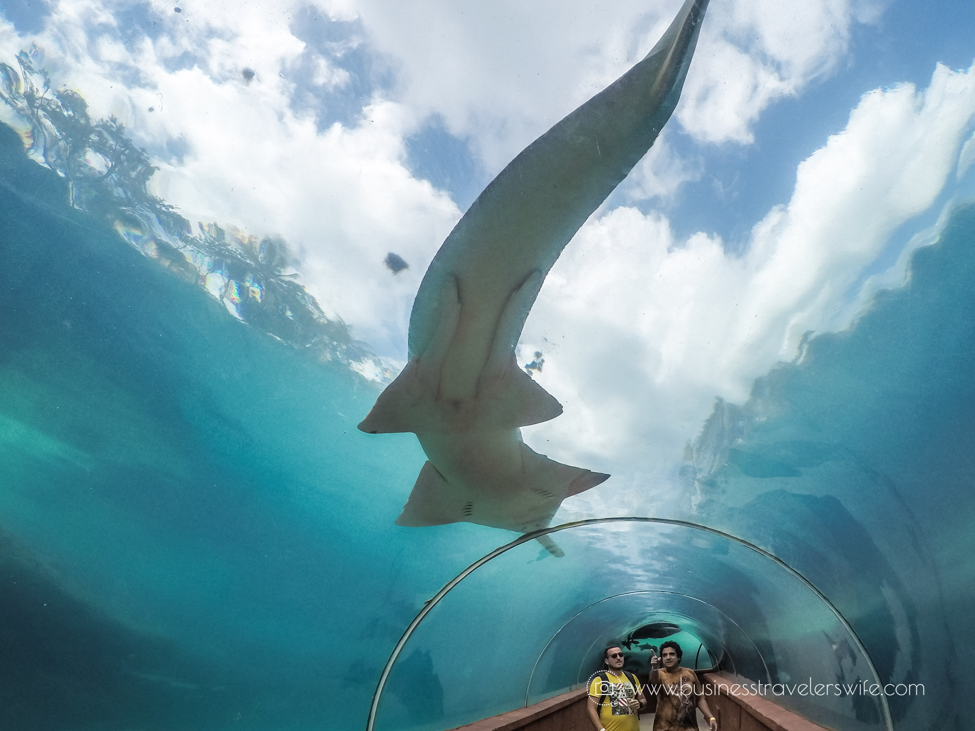 The Cove Atlantis - Autograph Collection at Paradise Island, Bahamas Predator Lagoon and Tunnel (1 of 1)