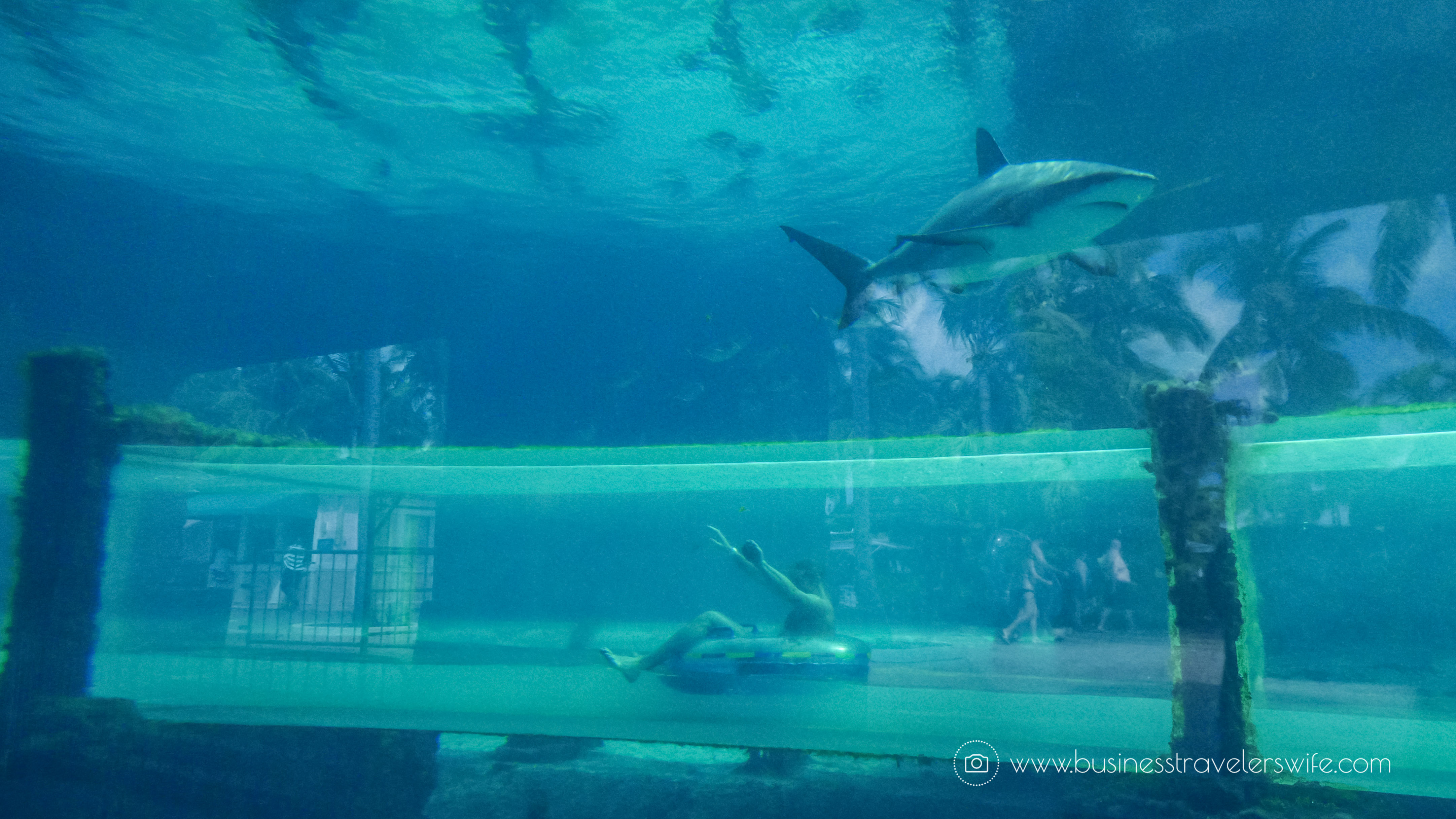 The Cove Atlantis - Autograph Collection at Paradise Island, Bahamas Serpent Slide (1 of 1)