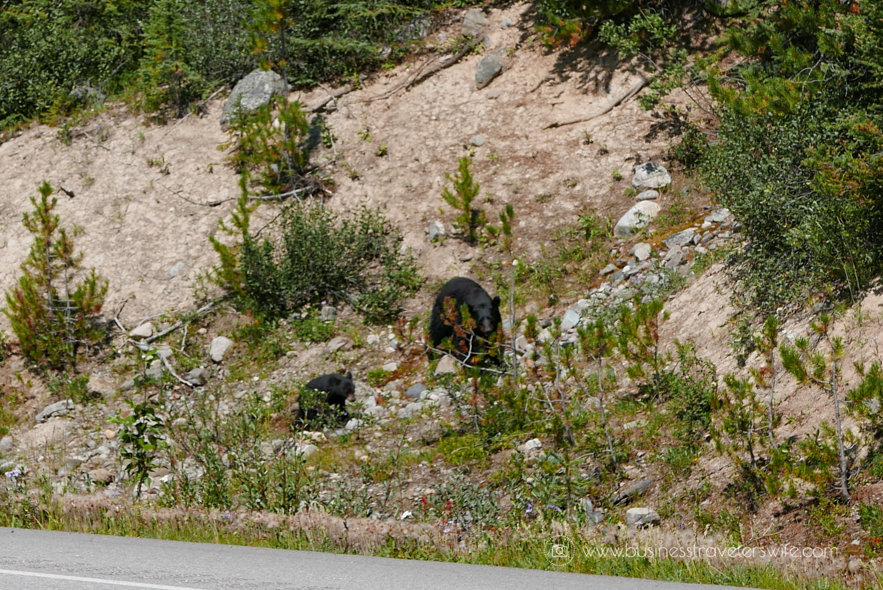 Scenic Summer Roadtrip to the Canadian Rockies Bear Wildlife