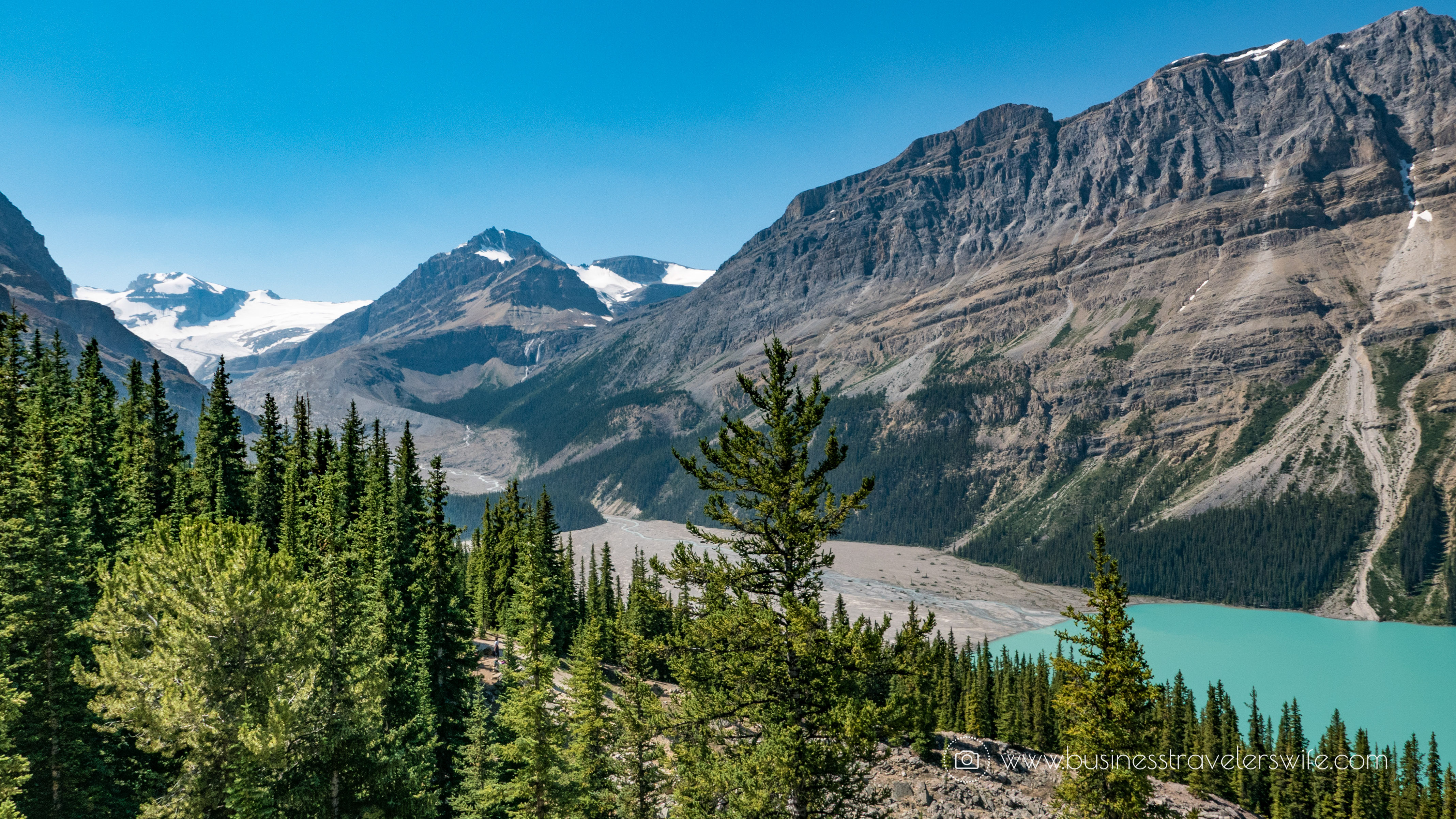Scenic Summer Roadtrip to the Canadian Rockies Peyto Lake