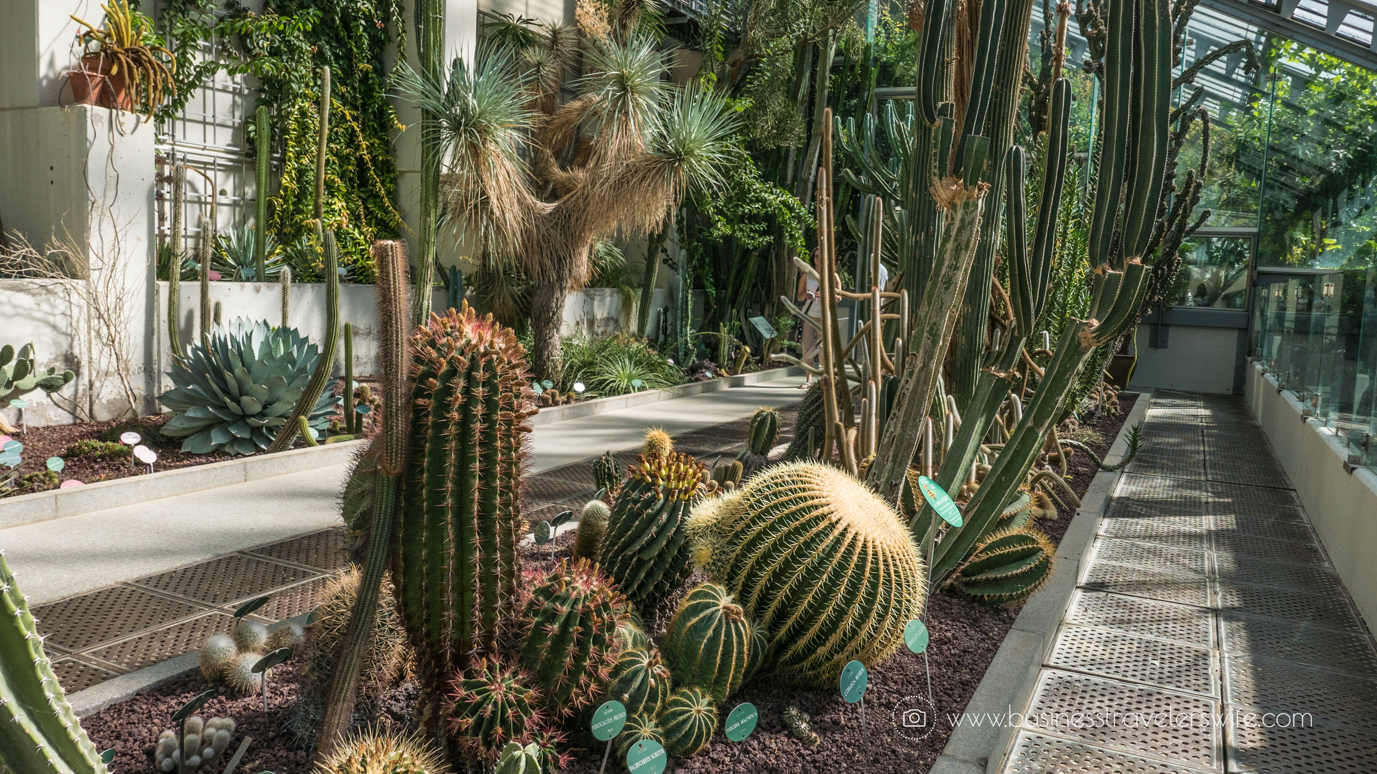 Experiencing the Best of Madrid in a Day - Explore, Eat, Stay Real Jardin Botanico cactus
