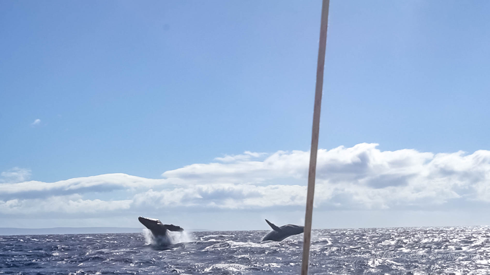 10 Things to Know Before You Go Whale Watching in Maui Hawaii Double Breach Humpback Whale
