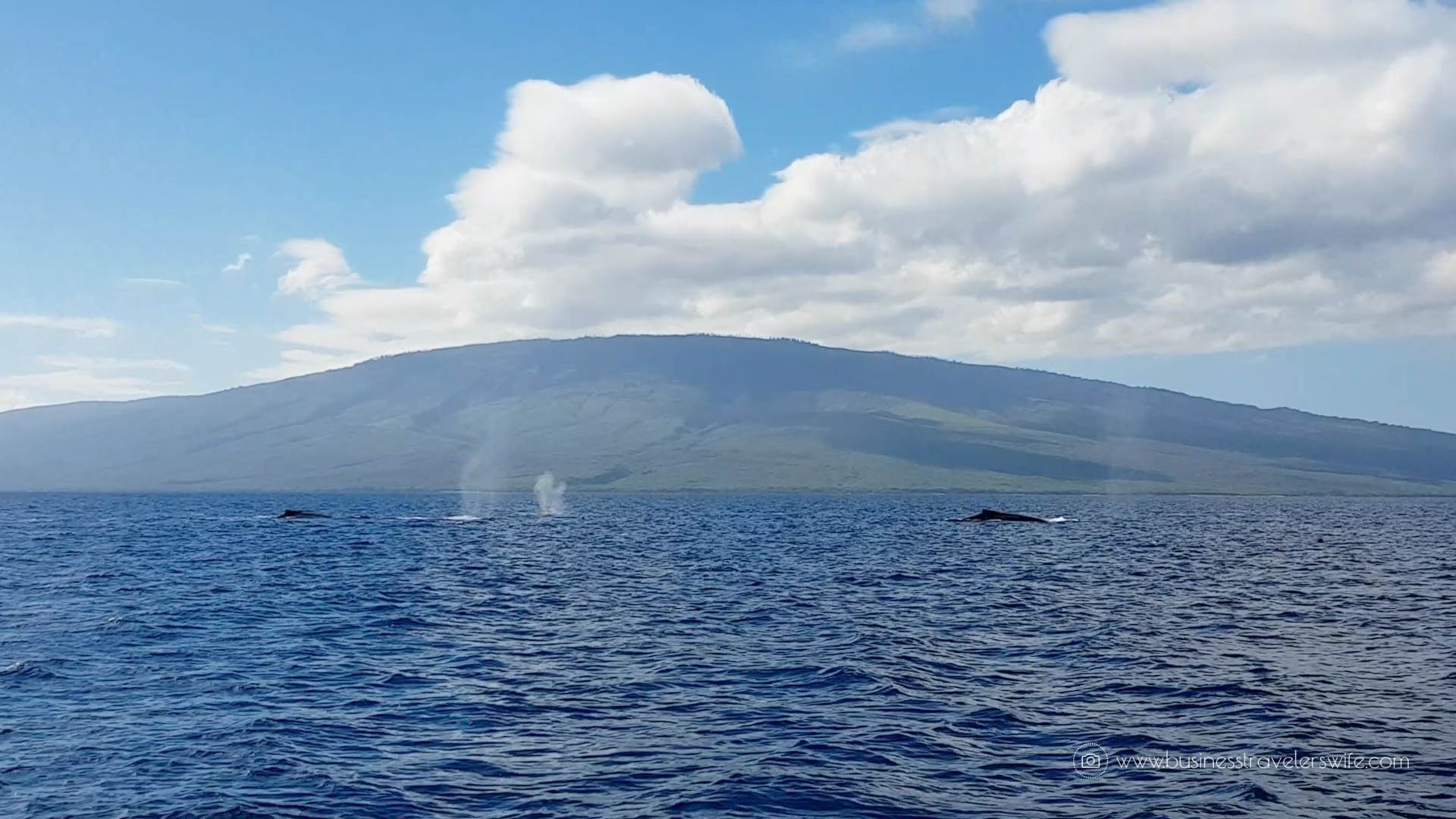 10 Things to Know Before You Go Whale Watching in Maui Hawaii Humpback whale tours